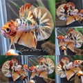 Fancy Candy Copper Variant HMPK Betta Fish Male