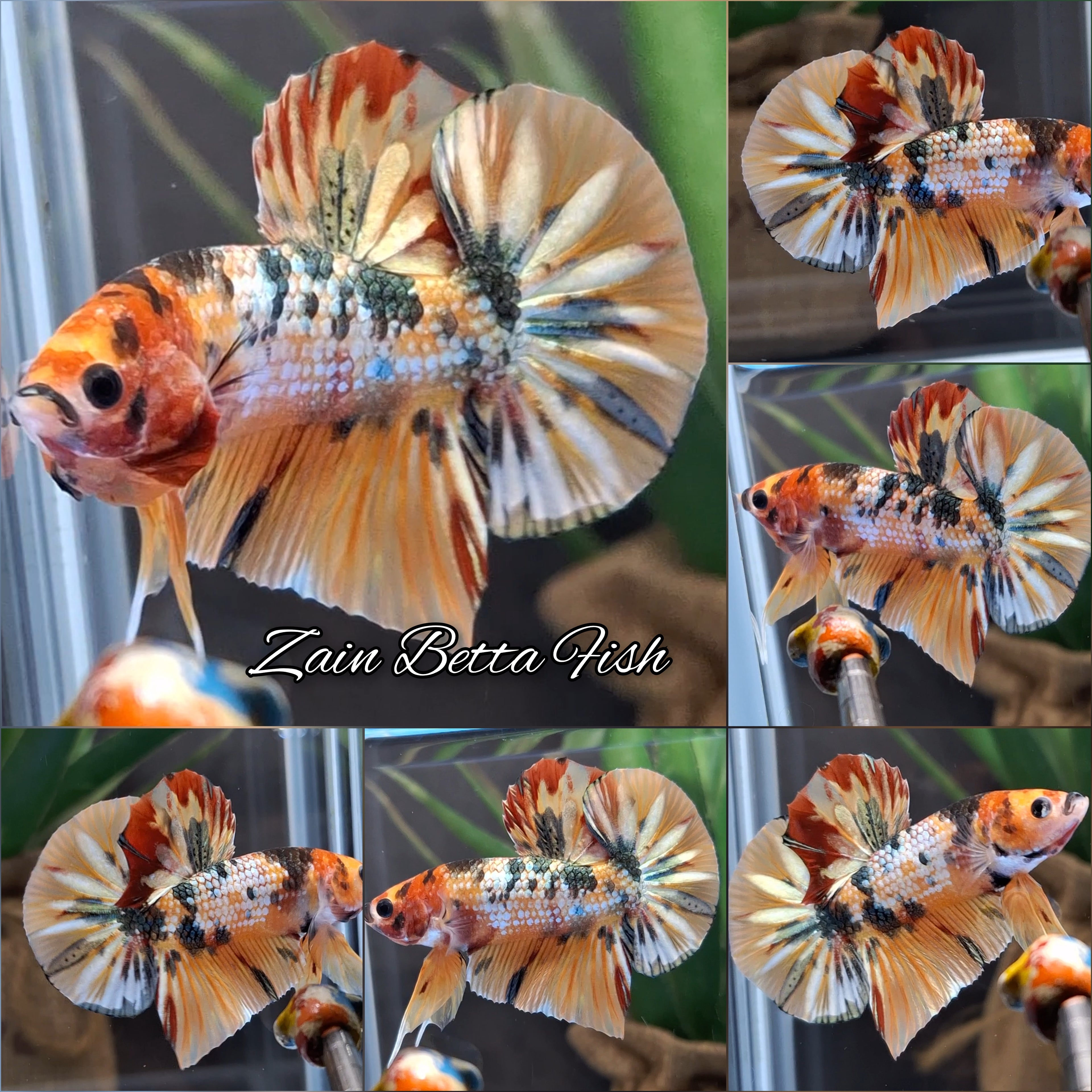Fancy Candy Copper Variant HMPK Betta Fish Male