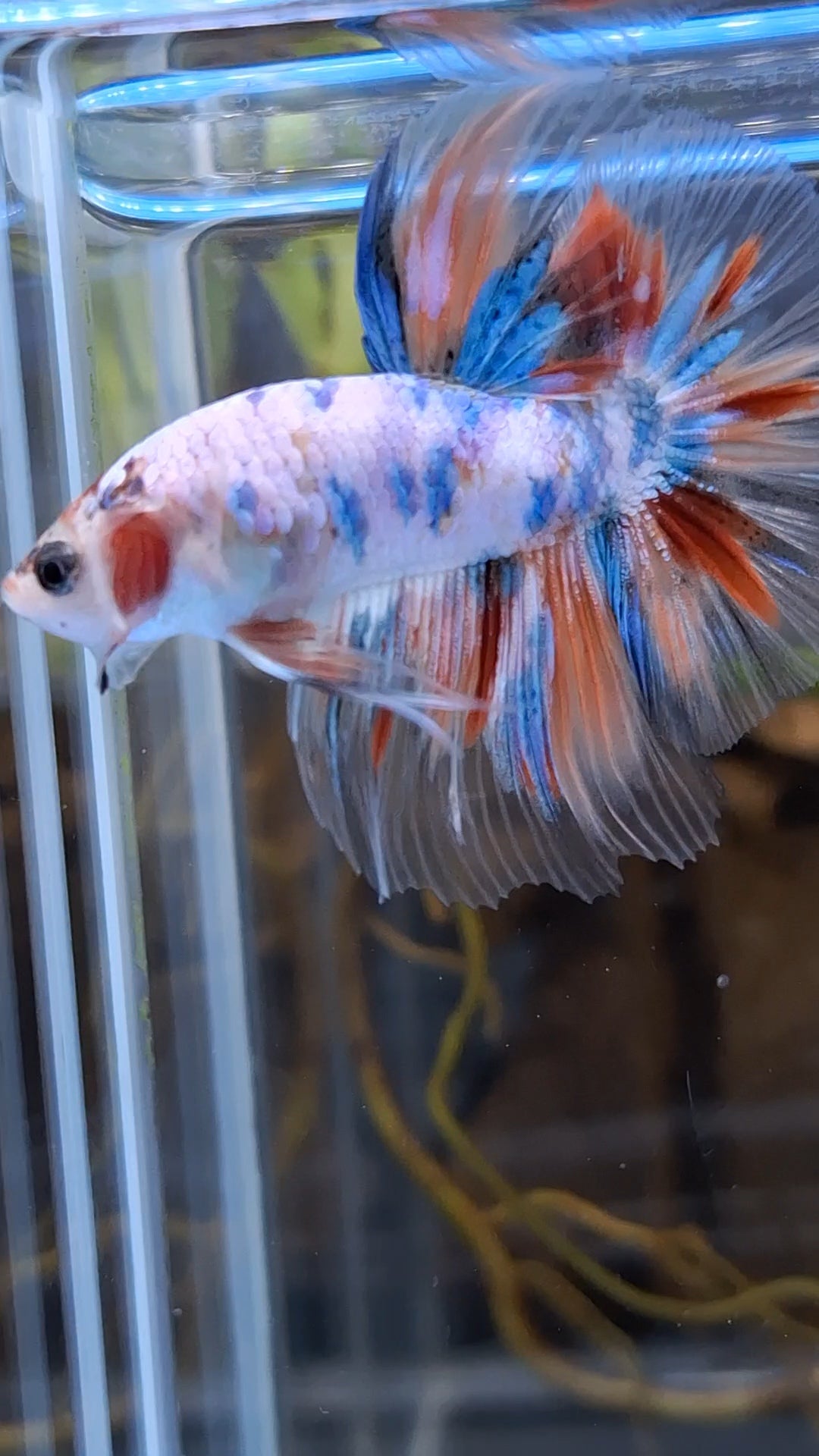 Halfmoon Candy Koi Multicolor Betta Fish Male