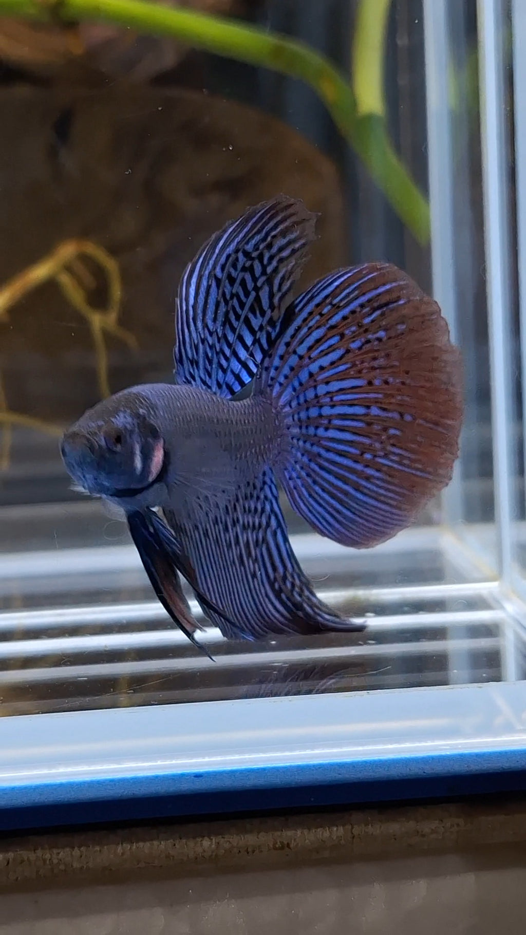 Alien Long Fins Blue Delta Tail Rare Wild Betta Fish Male