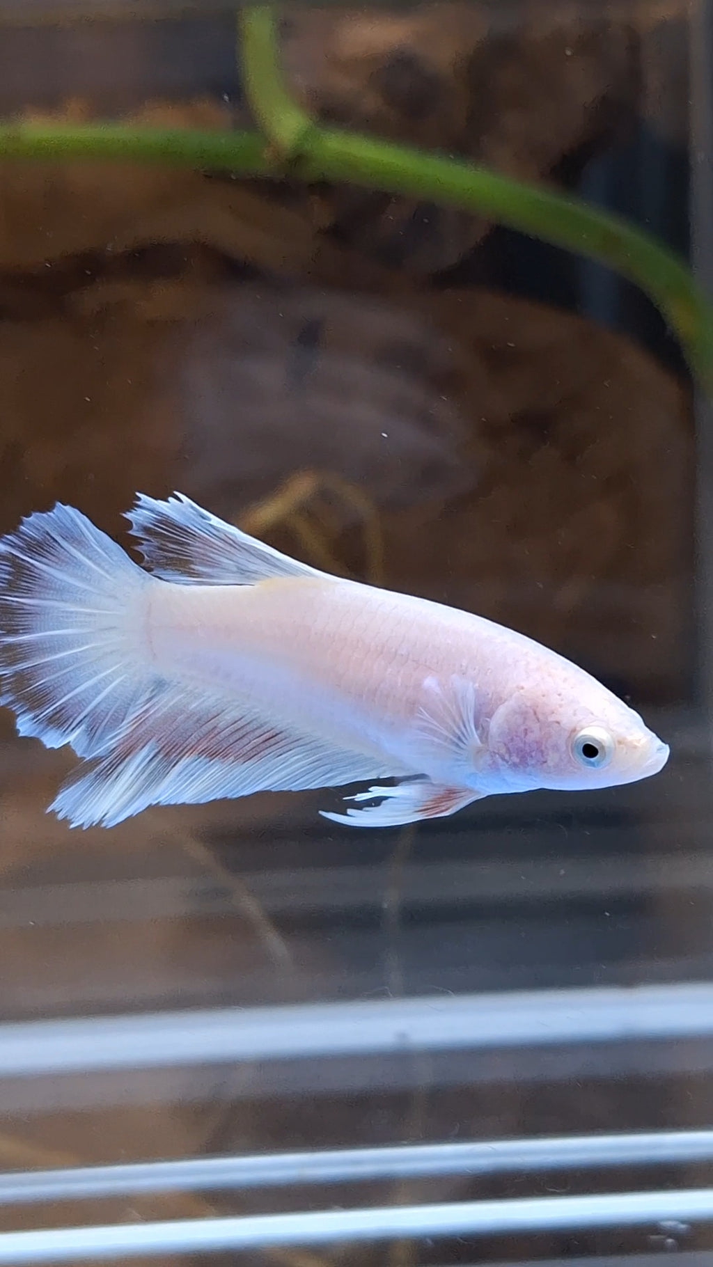 Halfmoon Feathertail Pink Female Betta Fish For Sorority / Breed