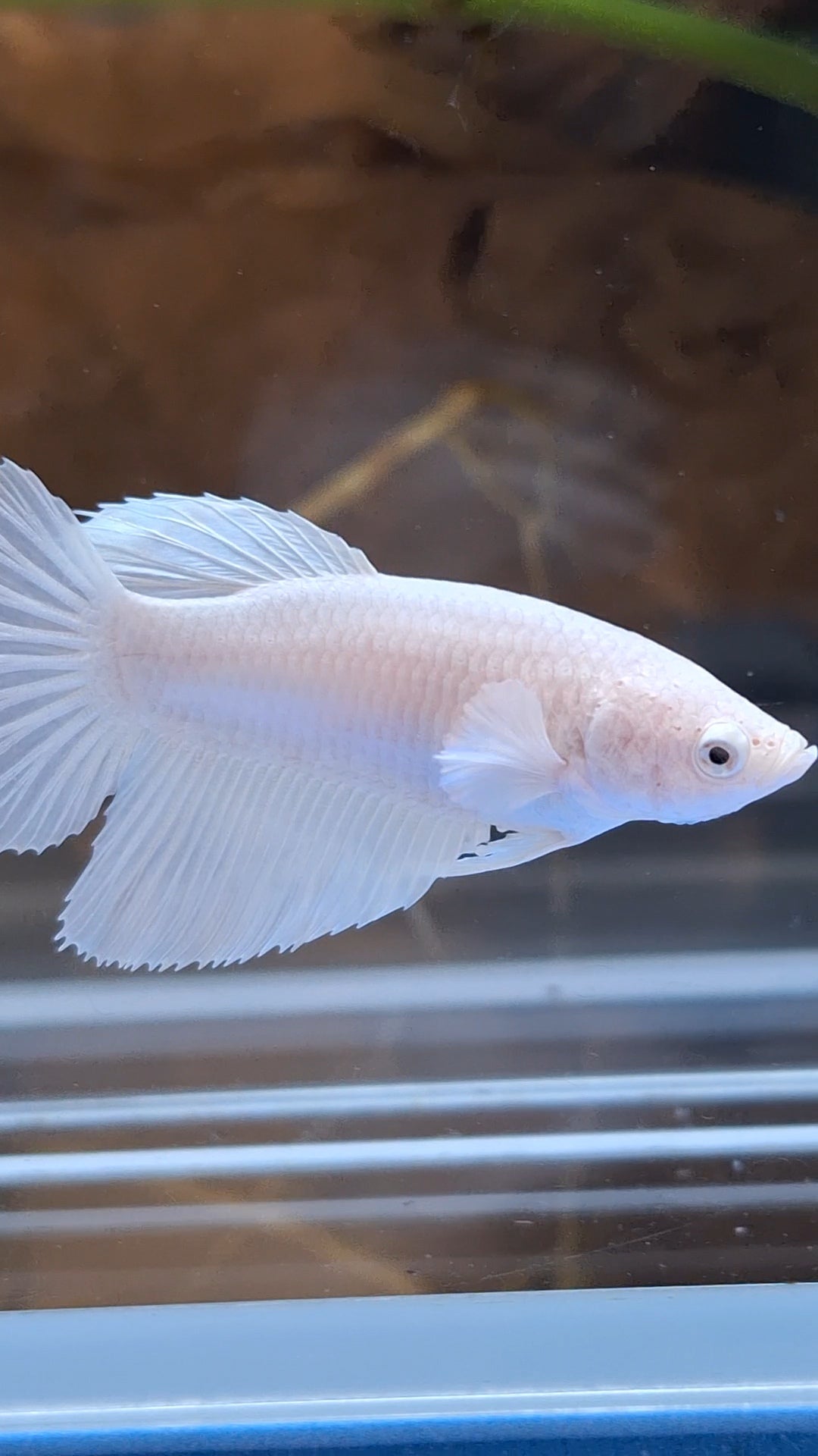 Halfmoon White Platinum Female Betta Fish For Sorority / Breed