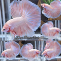 Halfmoon Pink Sweet Color Betta Fish Male