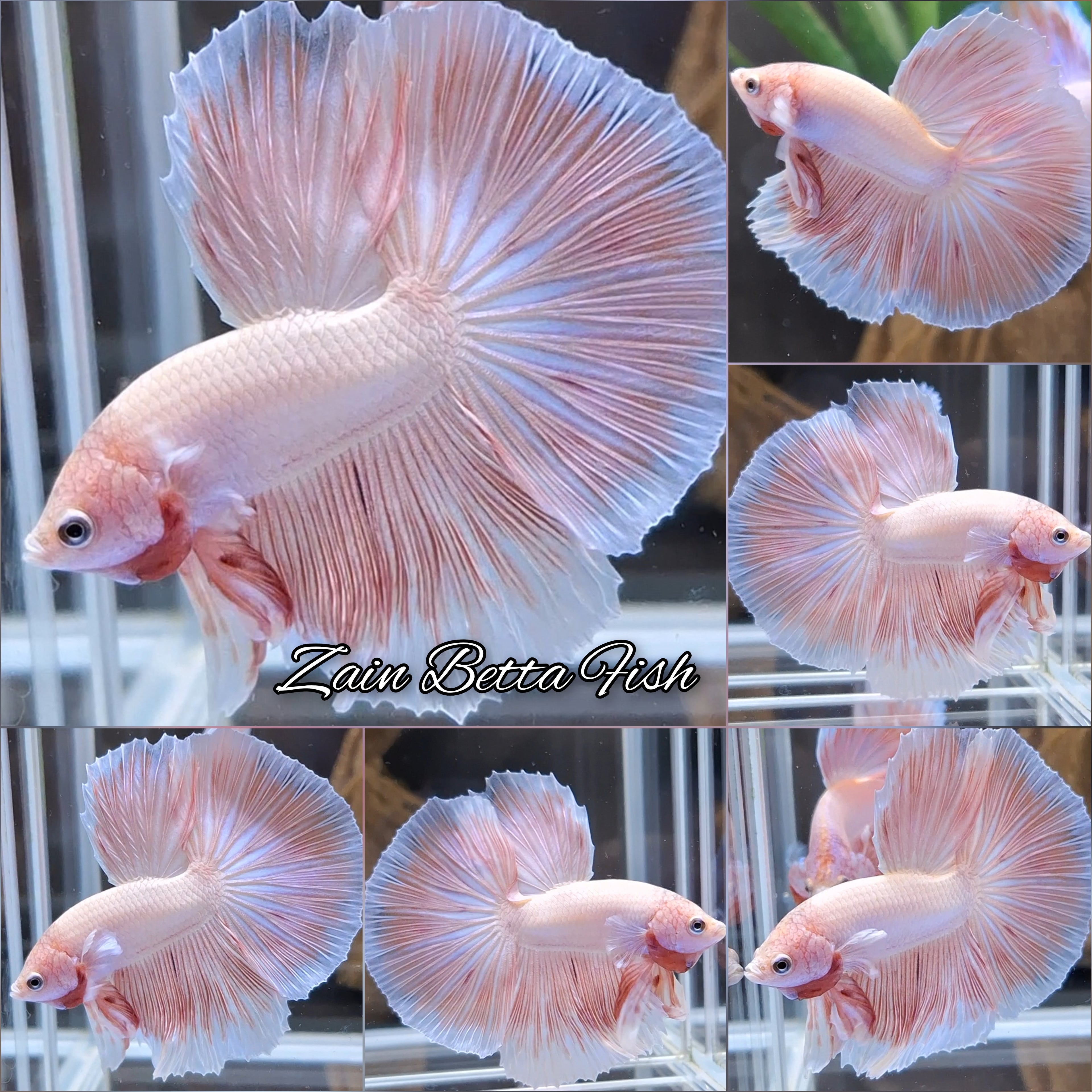 Halfmoon Pink Sweet Color Betta Fish Male
