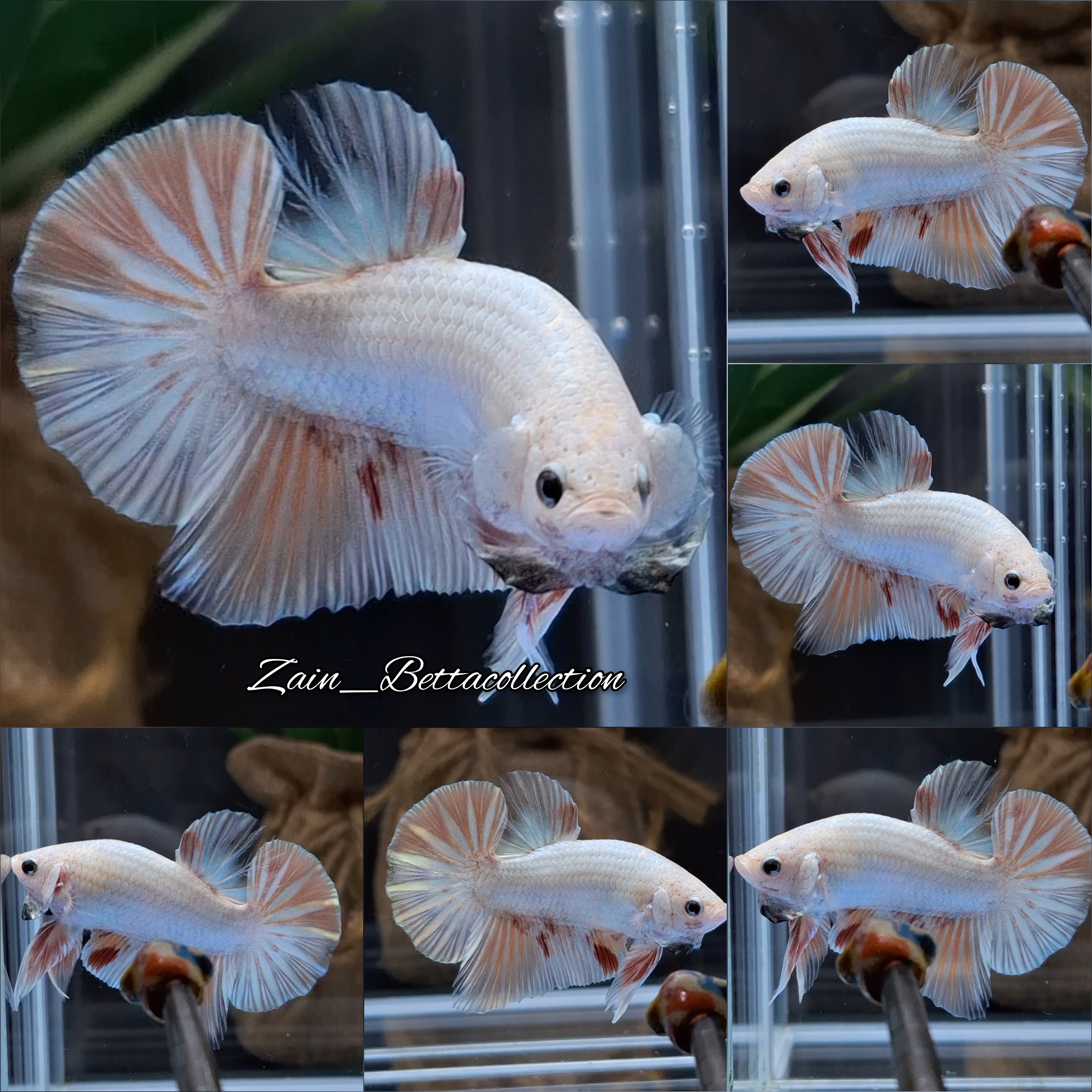 Dragon Fire HMPK Betta Fish Male
