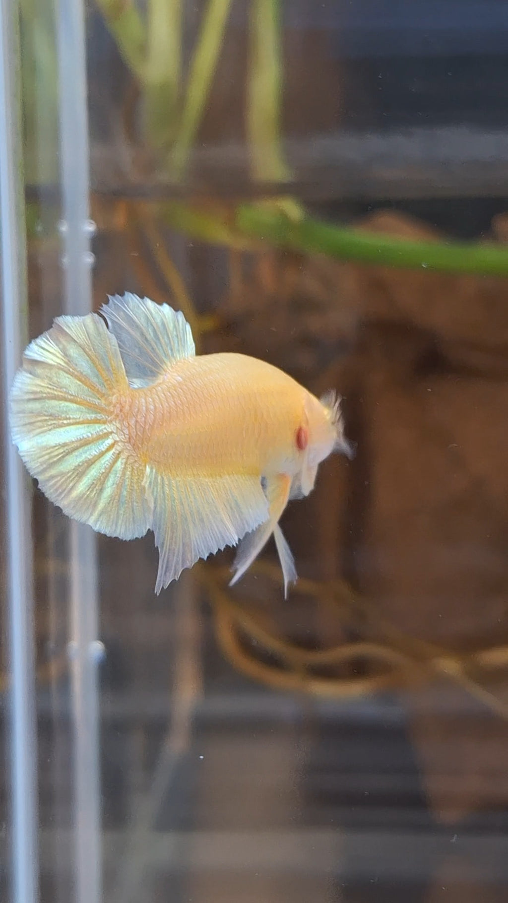 Gold Plakat HMPK Betta Fish Male