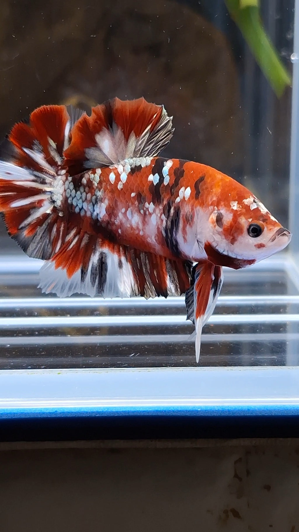 Red Koi Copper Gold Iron Man Plakat HMPK Betta Fish Male
