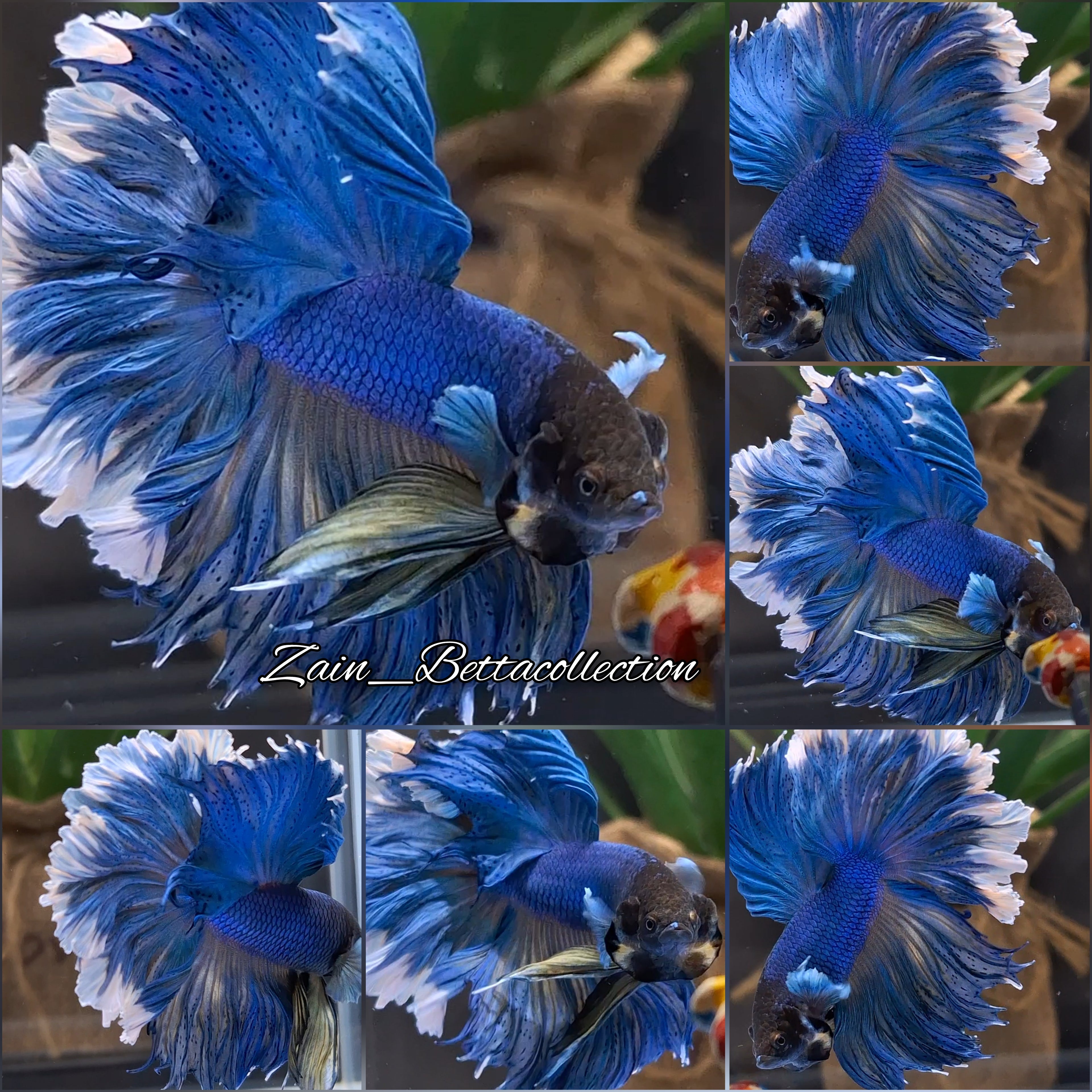 Over Halfmoon Rosetail Mustard Gas Turquoise Betta Fish Male