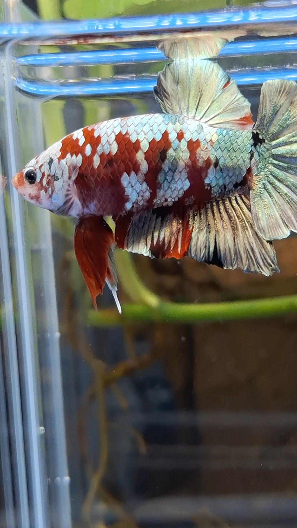 Red Koi Copper Gold Iron Man Plakat HMPK Betta Fish Male