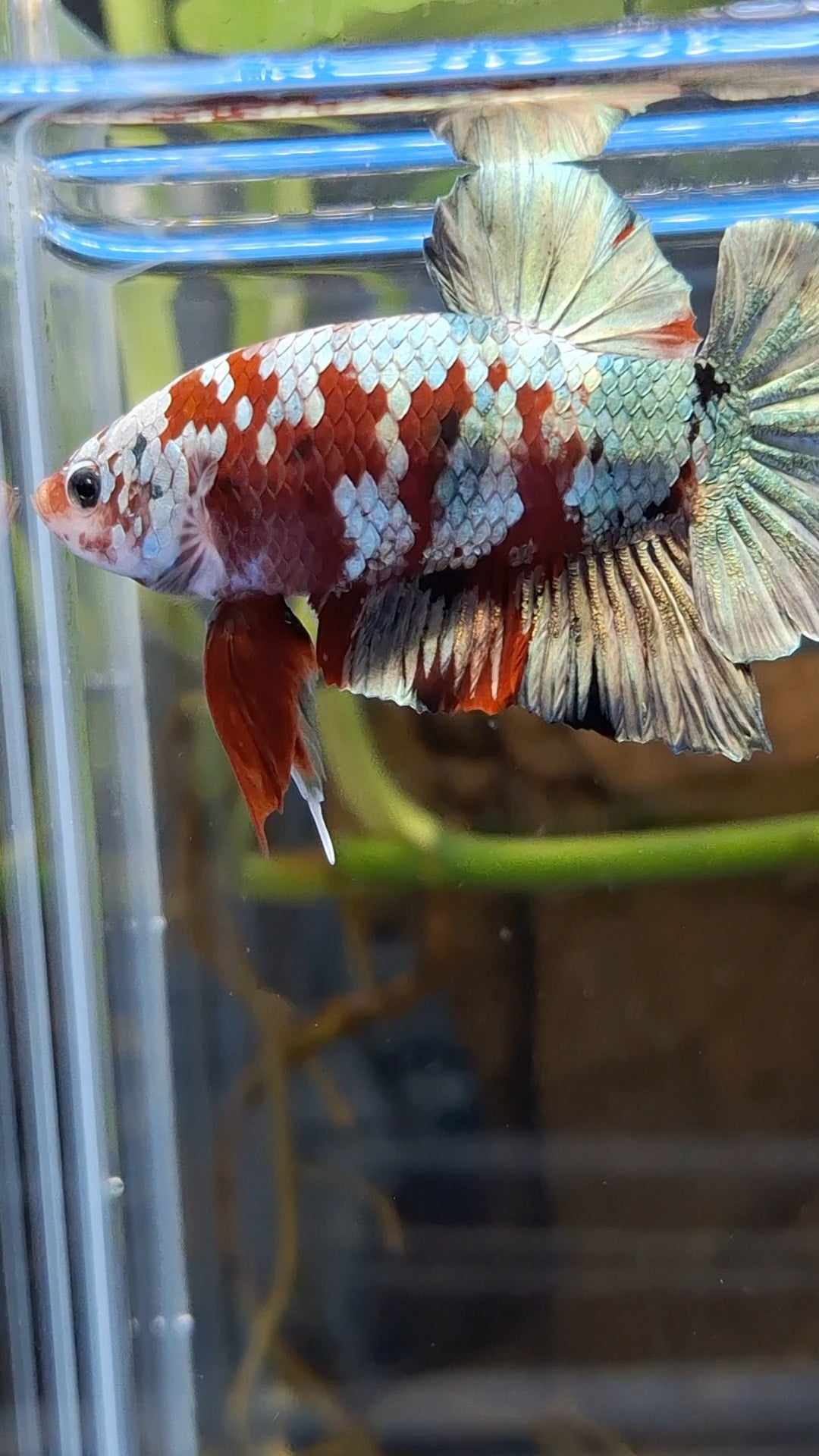 Red Koi Copper Gold Iron Man Plakat HMPK Betta Fish Male