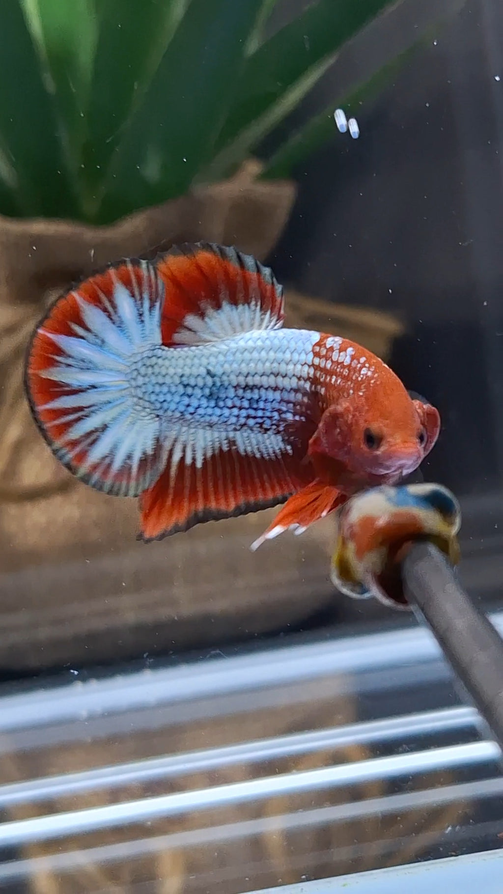 Red Fancy Copper FCCP Startail Plakat HMPK Betta Fish Male