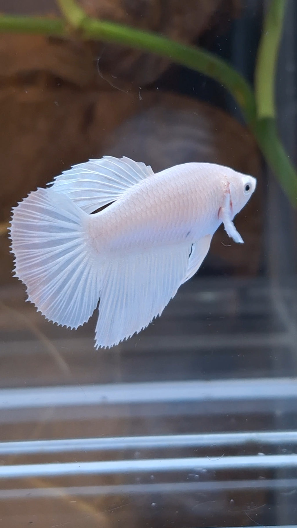 Halfmoon White Platinum Female Betta Fish For Sorority / Breed