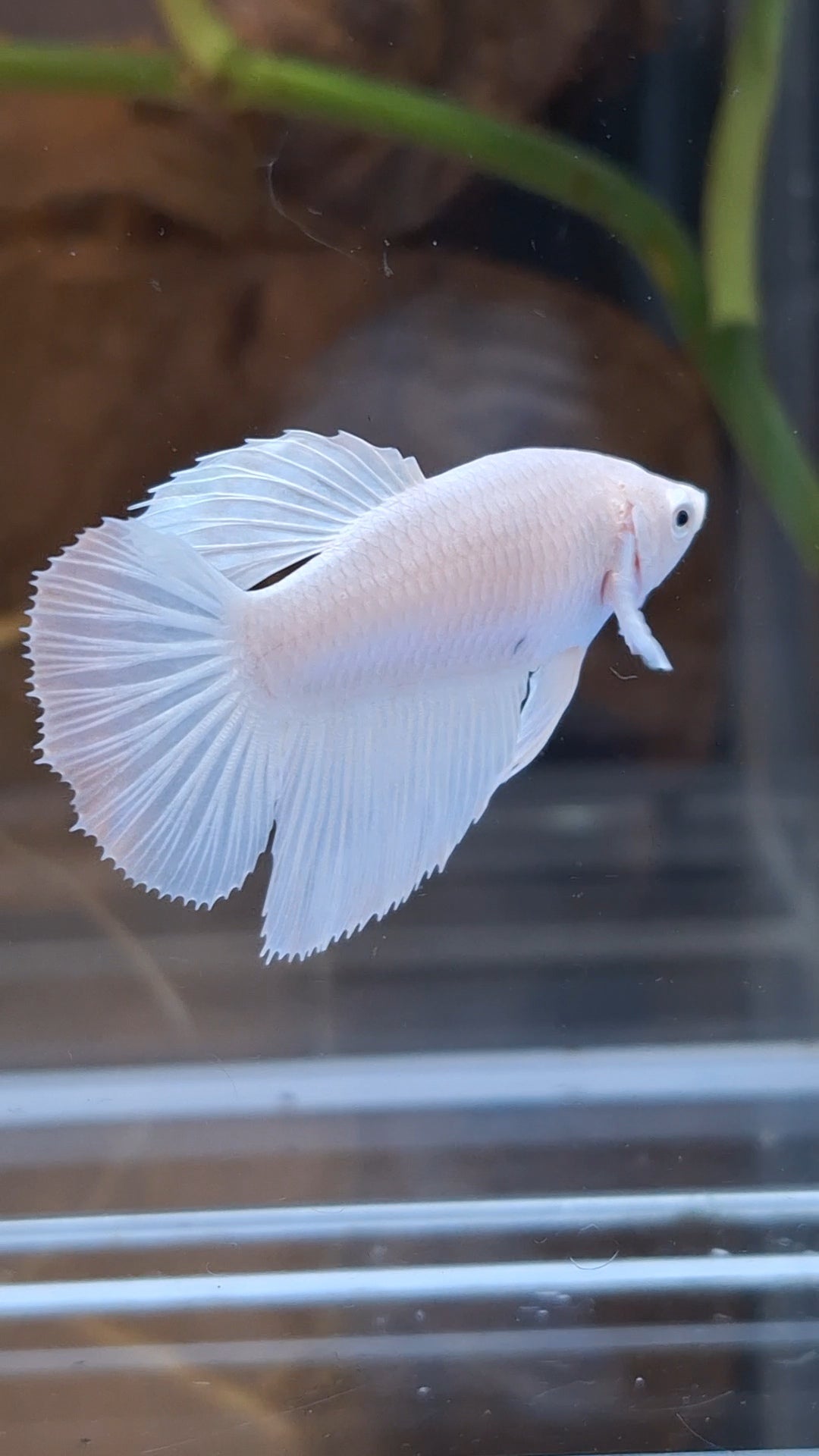 Halfmoon White Platinum Female Betta Fish For Sorority / Breed