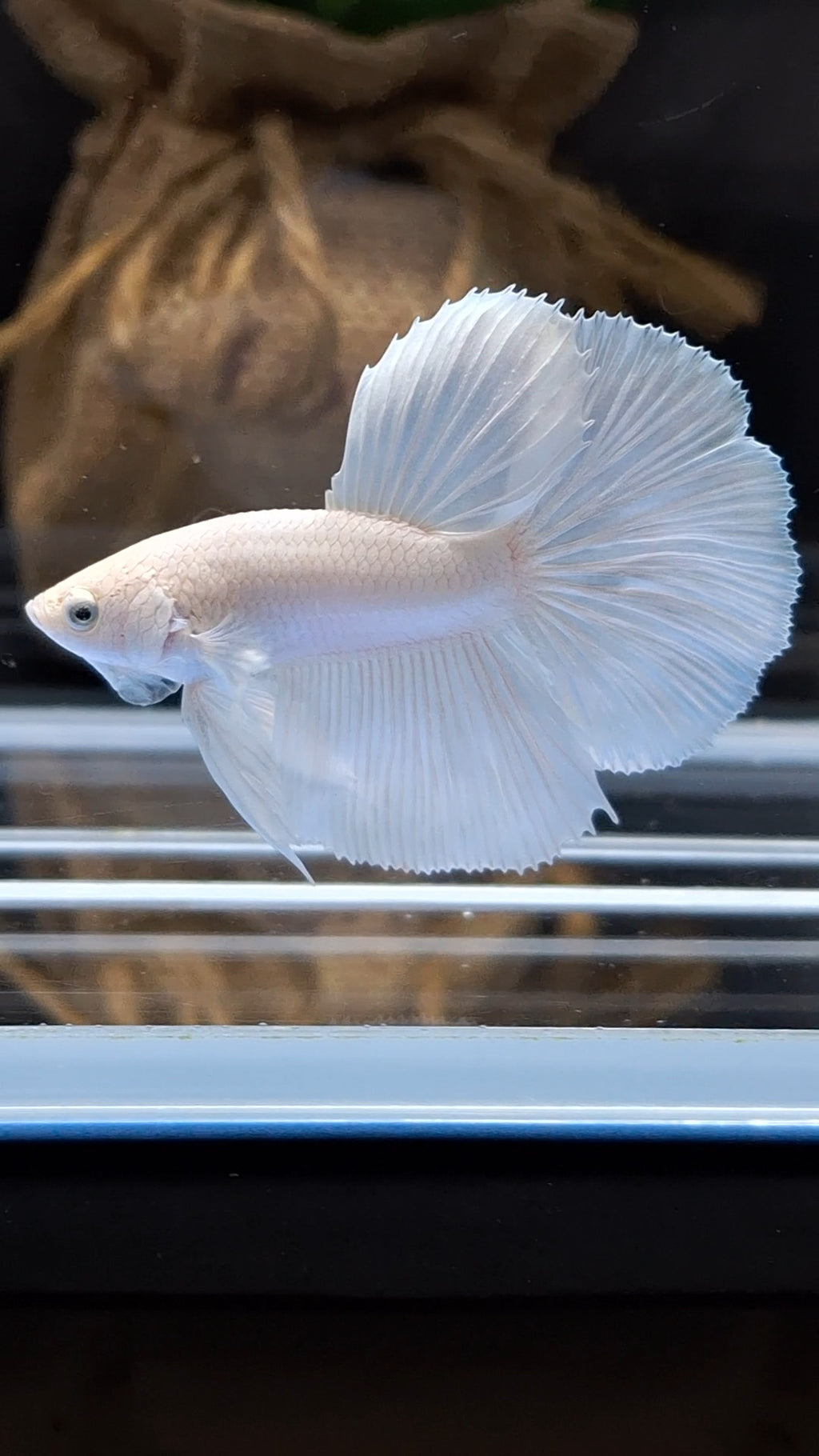 Halfmoon White Platinum Betta Fish Male