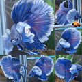 Super Dumbo Ear Halfmoon Blue Butterfly Betta Fish Male