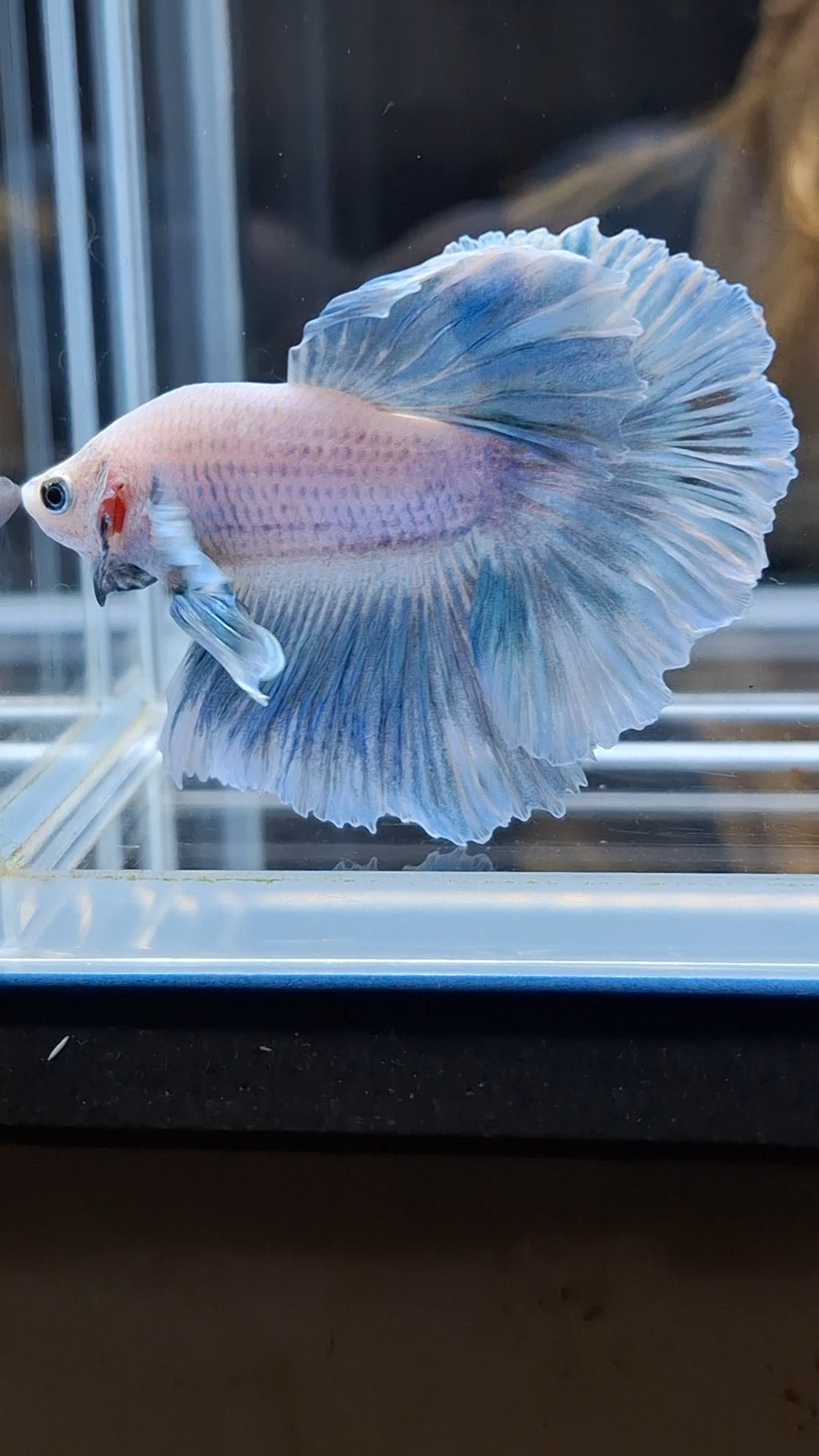 Halfmoon Feathertail Dumbo Ear Blue Sky Betta Fish Male