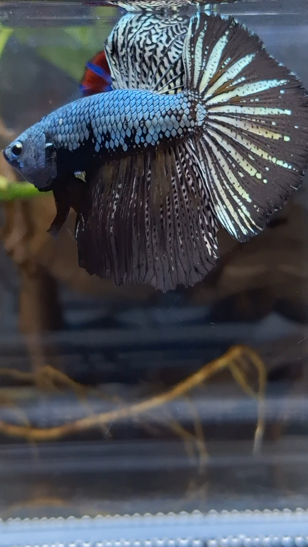 Halfmoon Black Dragon Copper Betta Fish Male