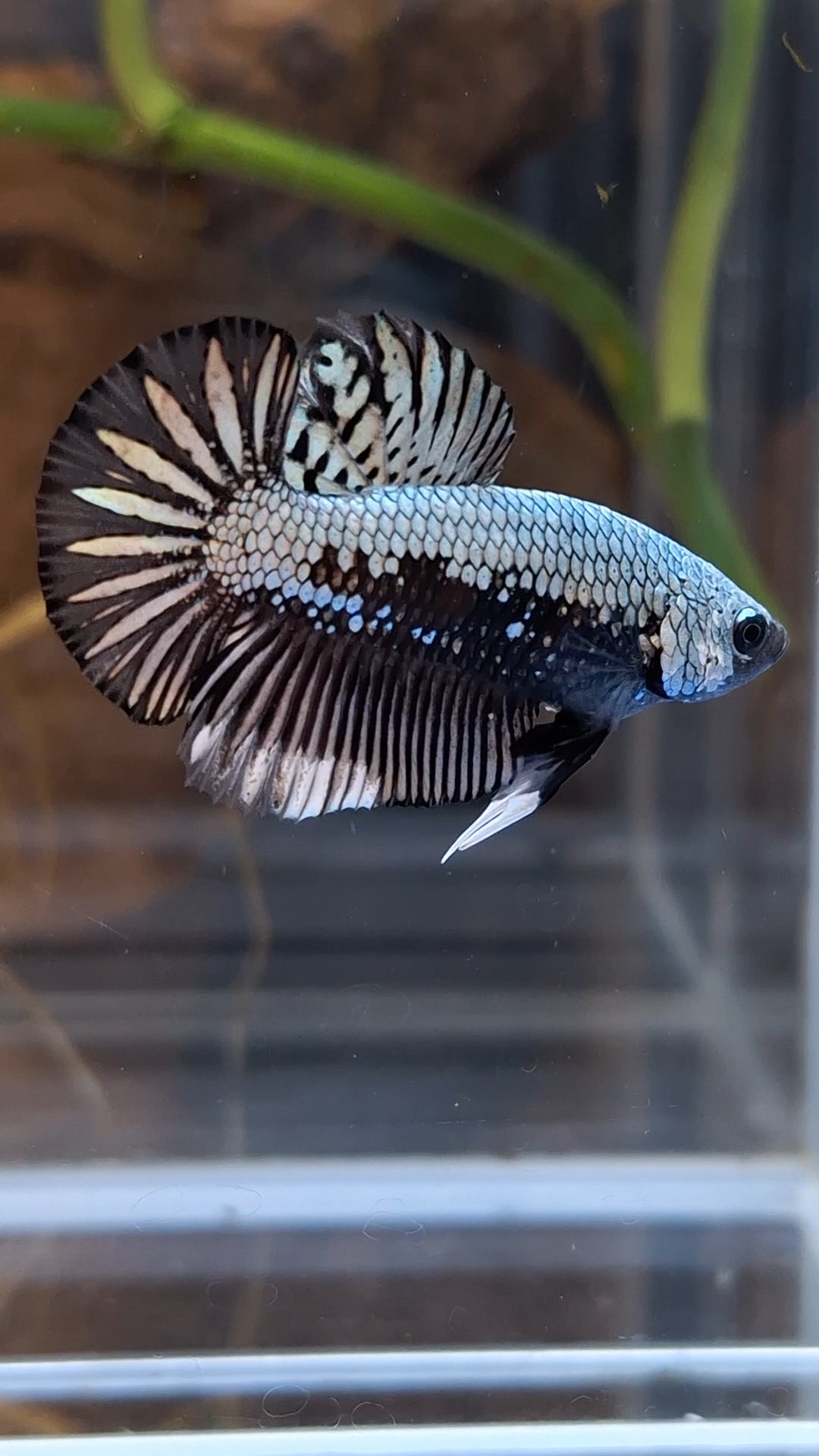 Samurai Plakat HMPK Betta Fish Male