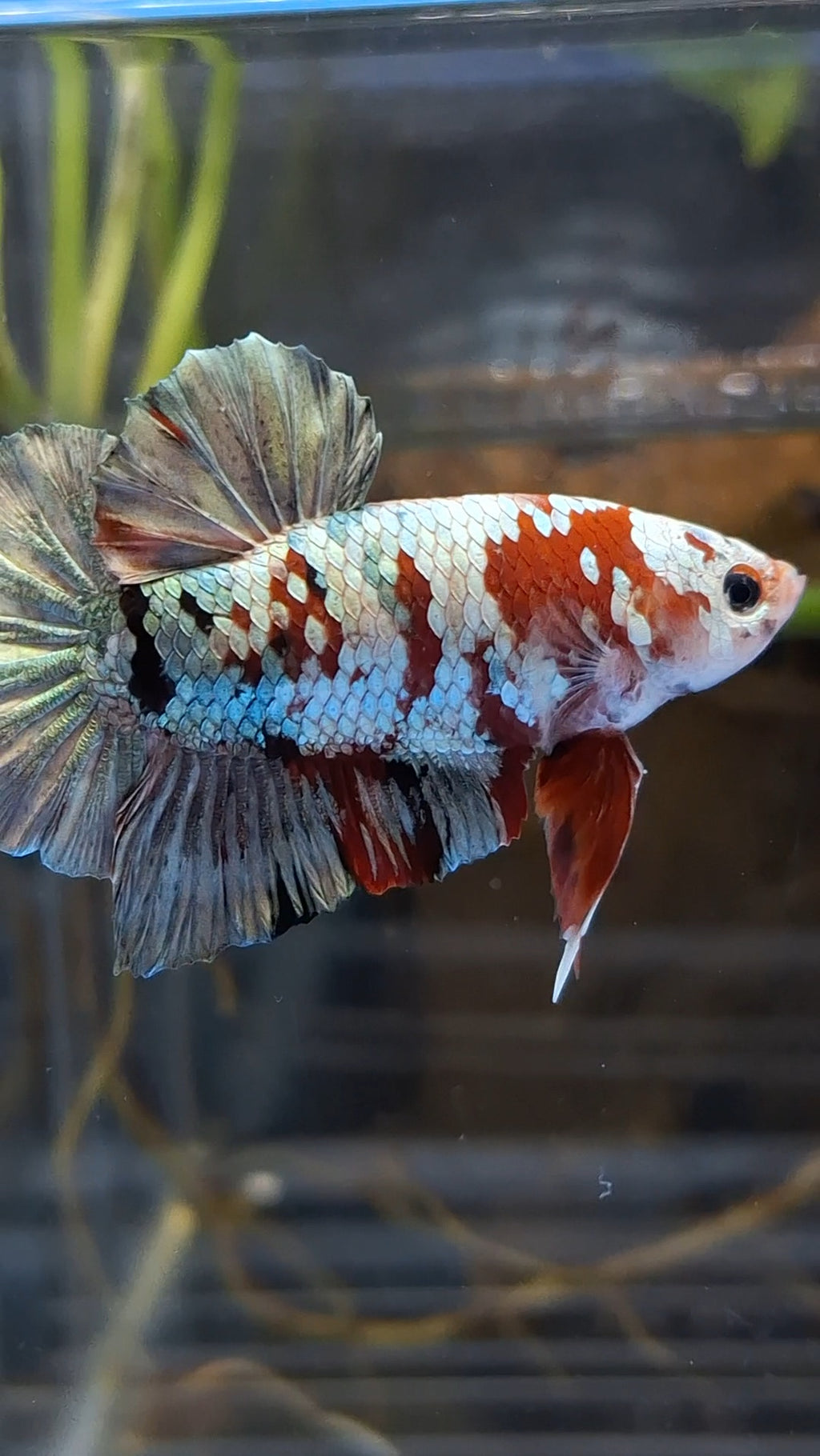 Red Koi Copper Gold Iron Man Plakat HMPK Betta Fish Male