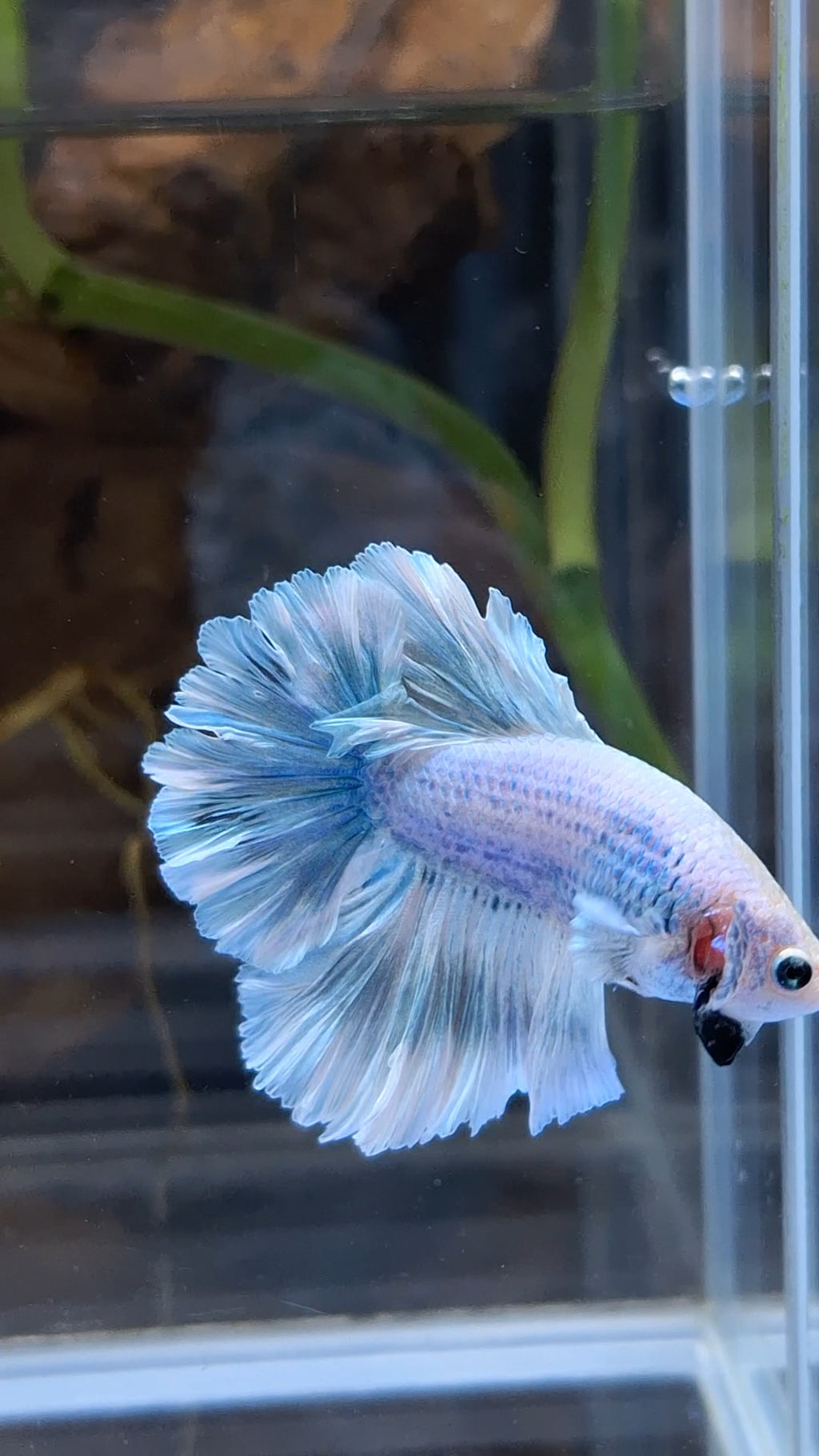 Halfmoon Feathertail Betta Fish Male