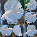 Halfmoon Double Tail White Platinum Betta Fish Male