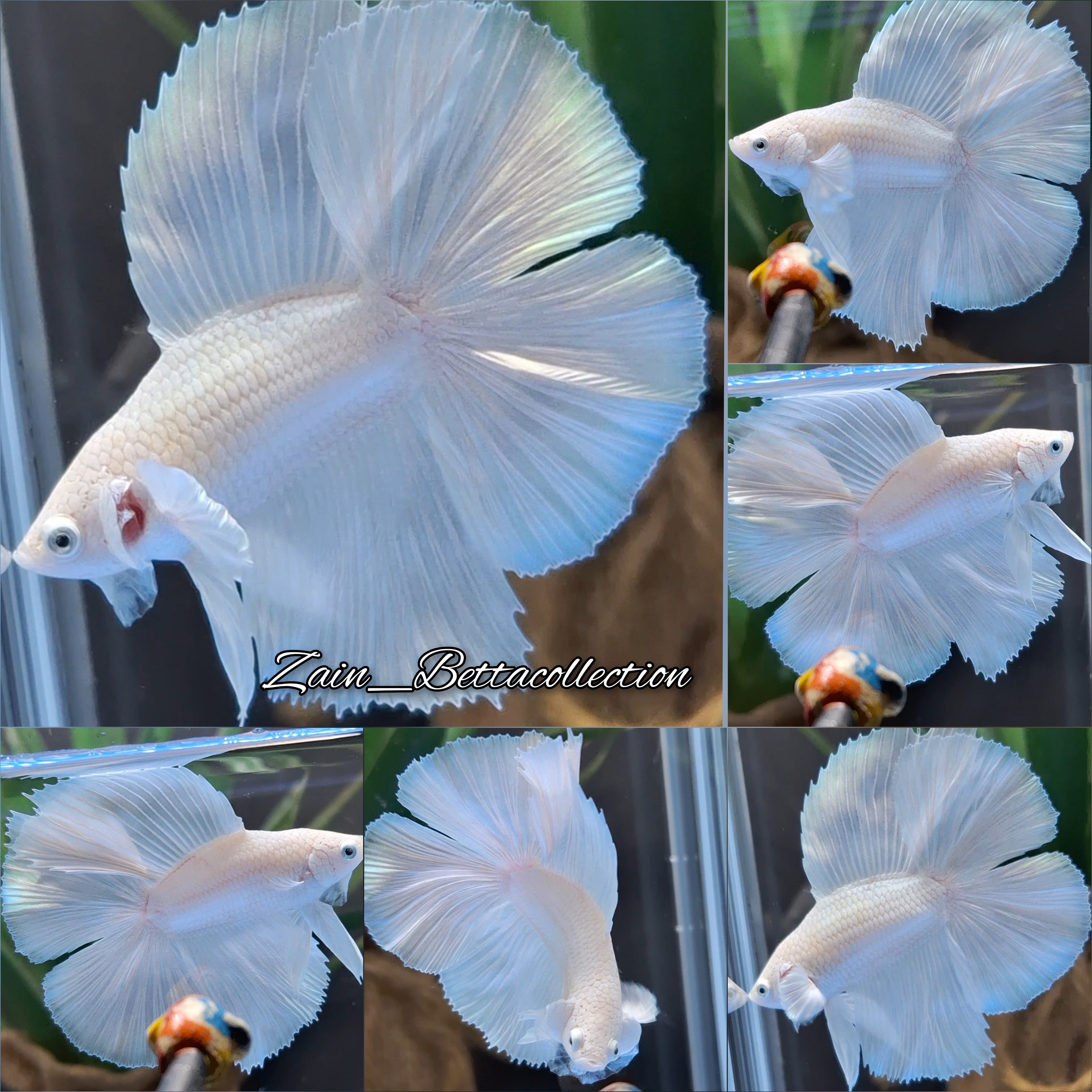 Halfmoon Double Tail White Platinum Betta Fish Male