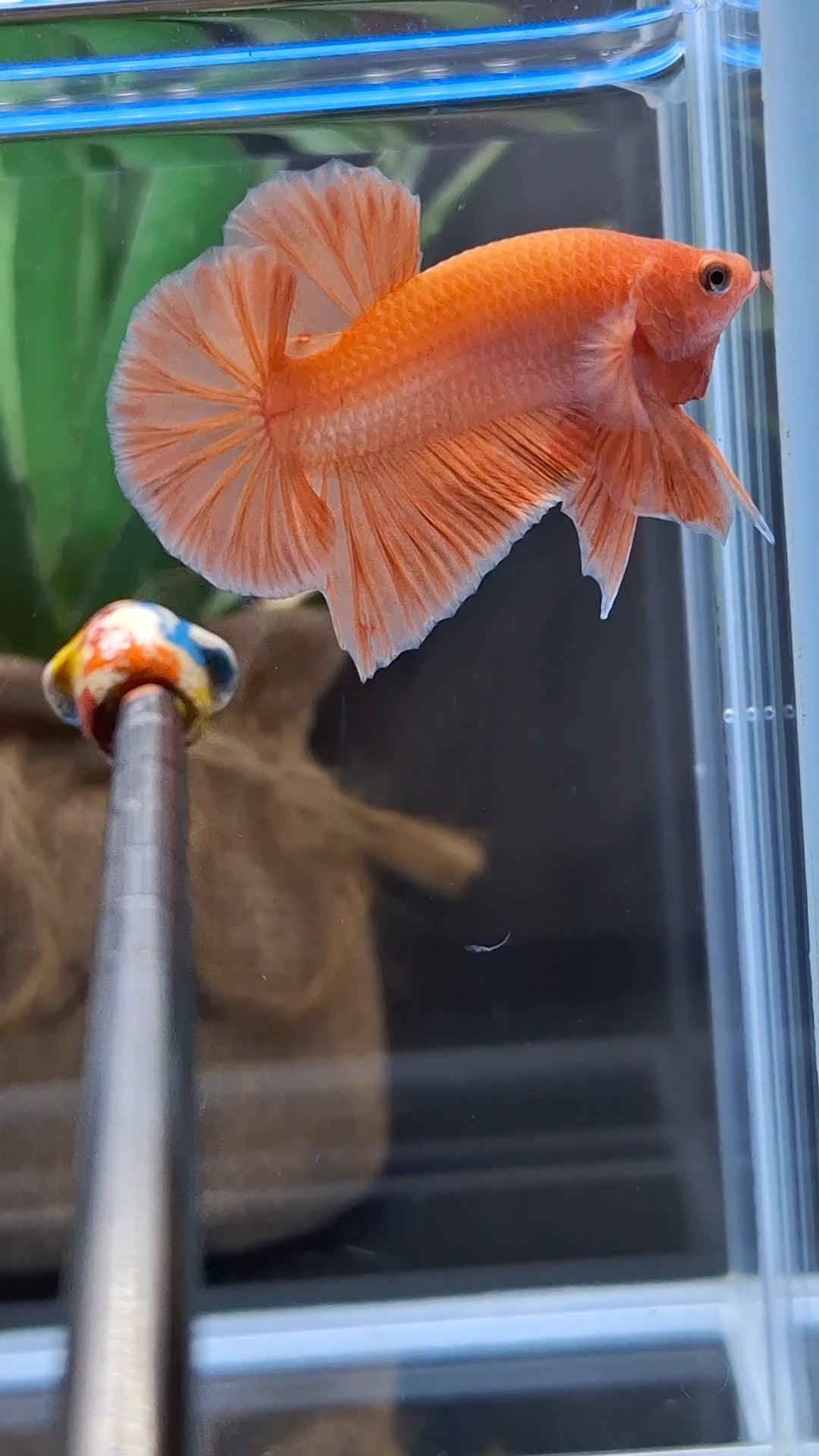 Orange Solid Premium Plakat HMPK Betta Fish Male