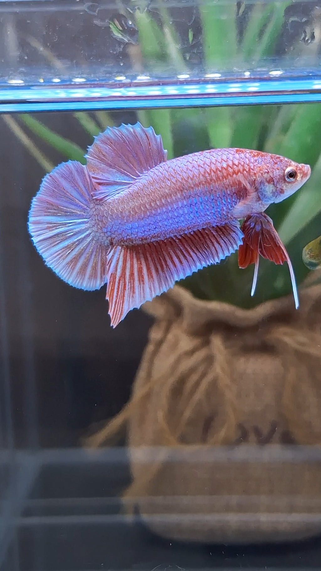 Purple Pink Aurora Rare Plakat HMPK Betta Fish Male