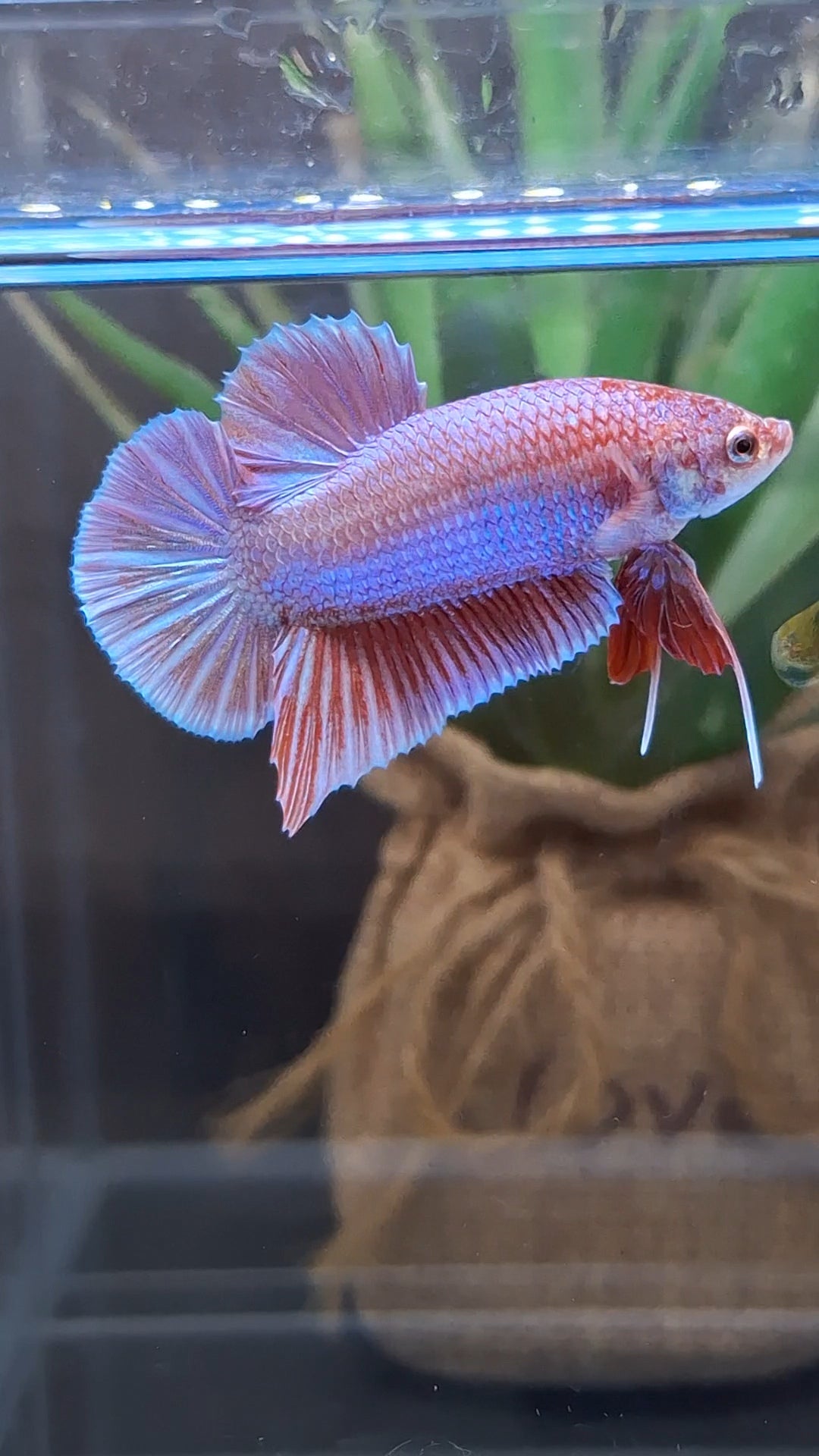Purple Pink Aurora Rare Plakat HMPK Betta Fish Male