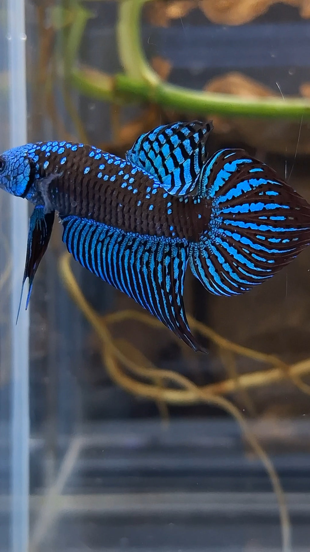 Alien Wild Betta Samurai Green Spadetail Rare Betta Fish Male