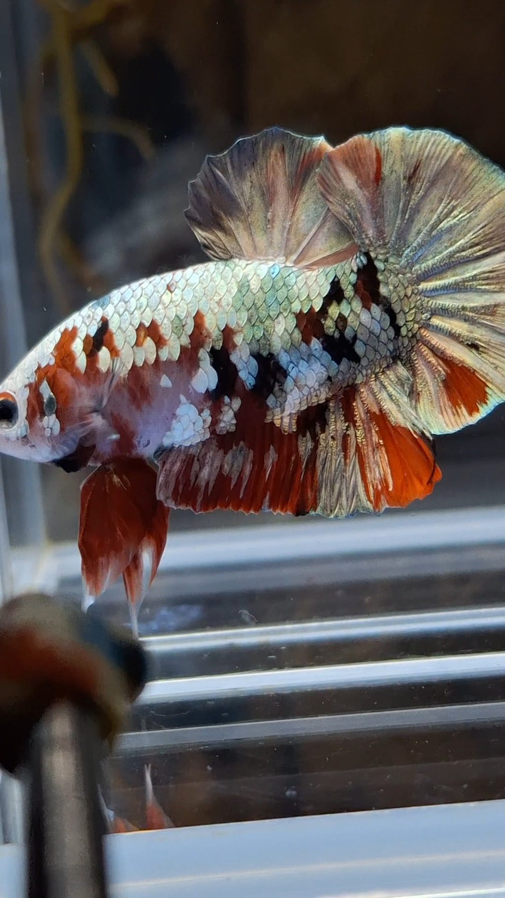 Red Koi Copper Gold Iron Man Plakat HMPK Betta Fish Male