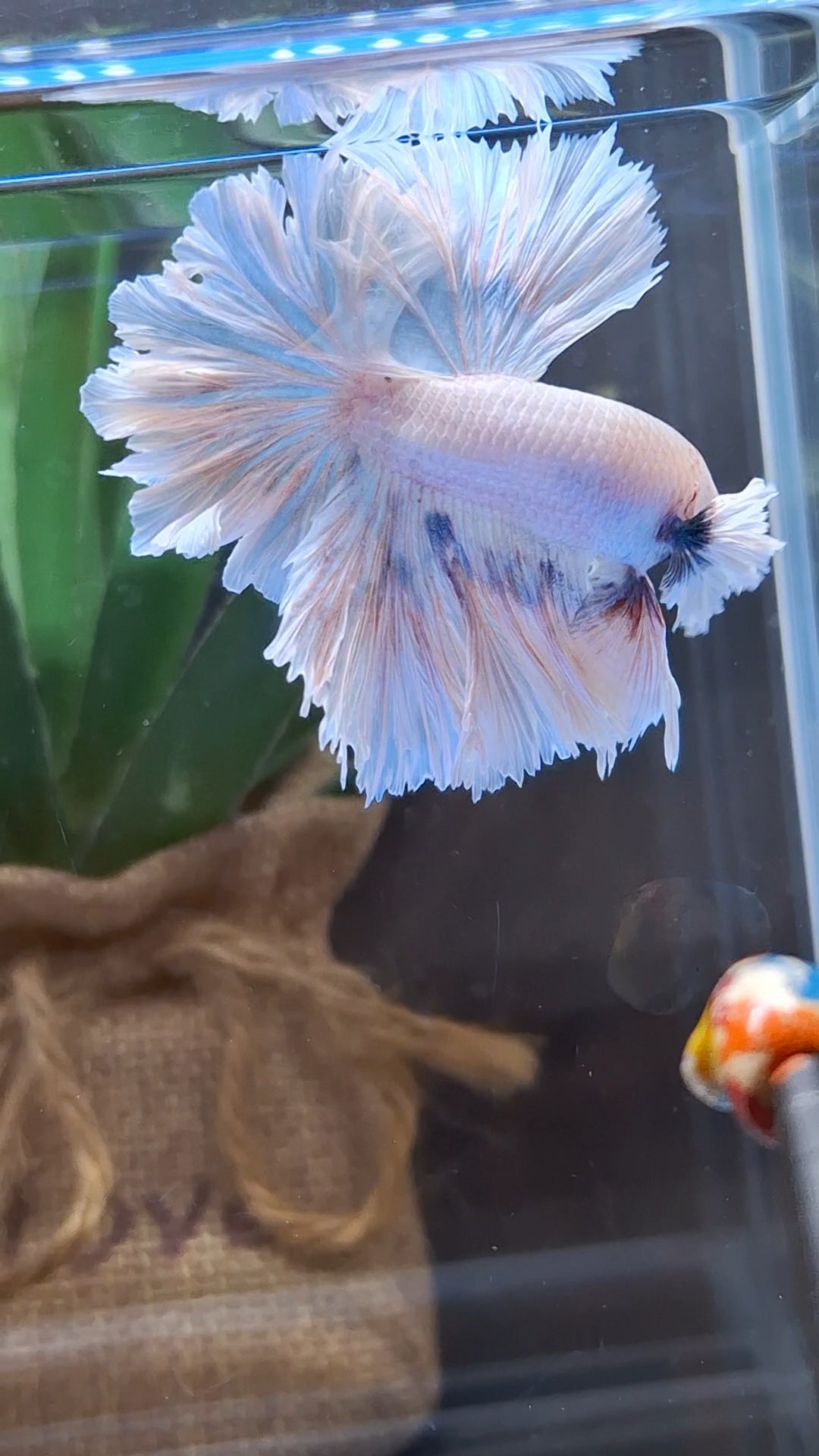 King Feathertail Dumbo Ear Sky Hawk Rare Betta Fish Male