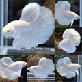 Halfmoon White Platinum Betta Fish Male