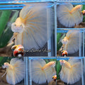 Over Halfmoon Yellow Solid Premium Betta Fish Male