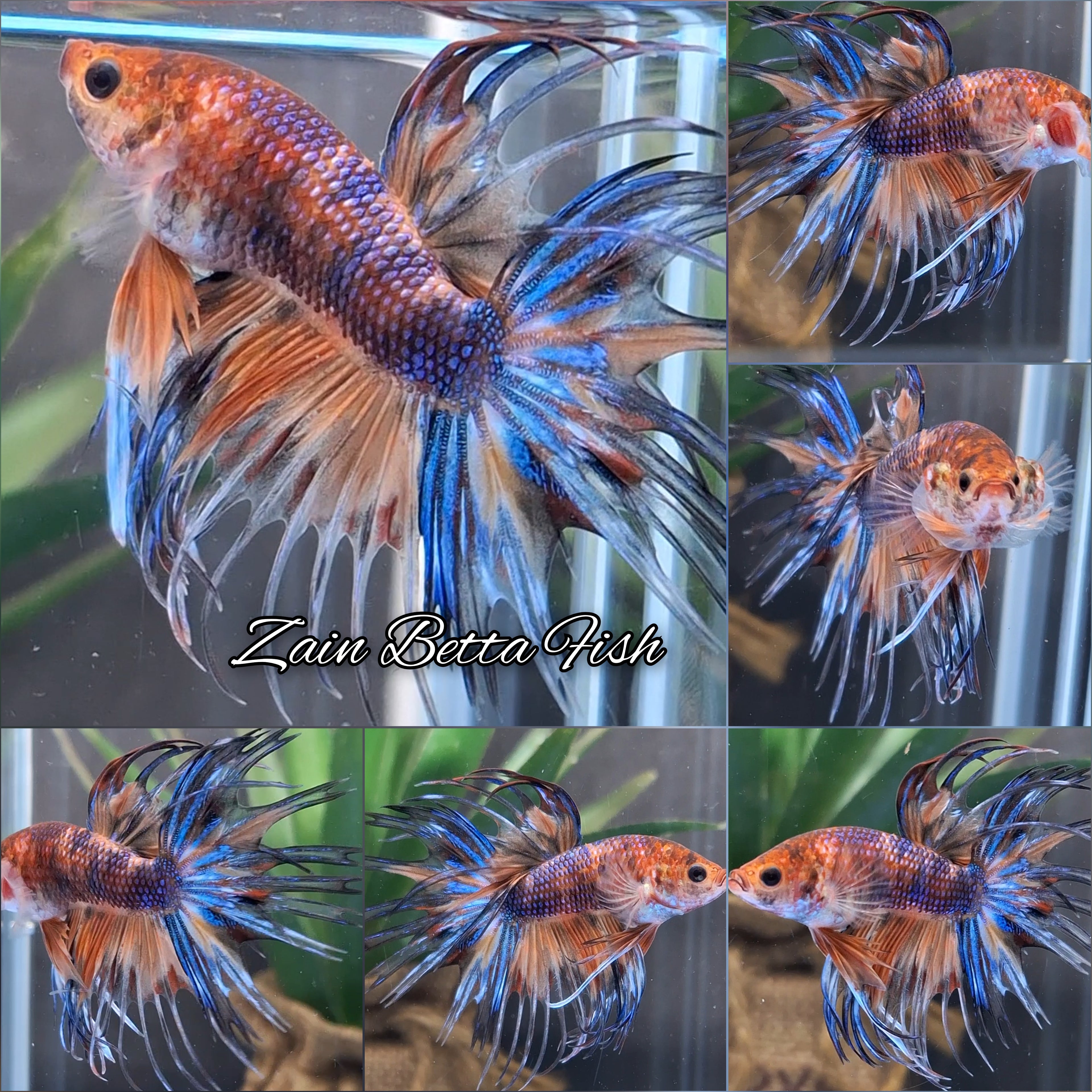Crowntail Koi Betta Fish Male