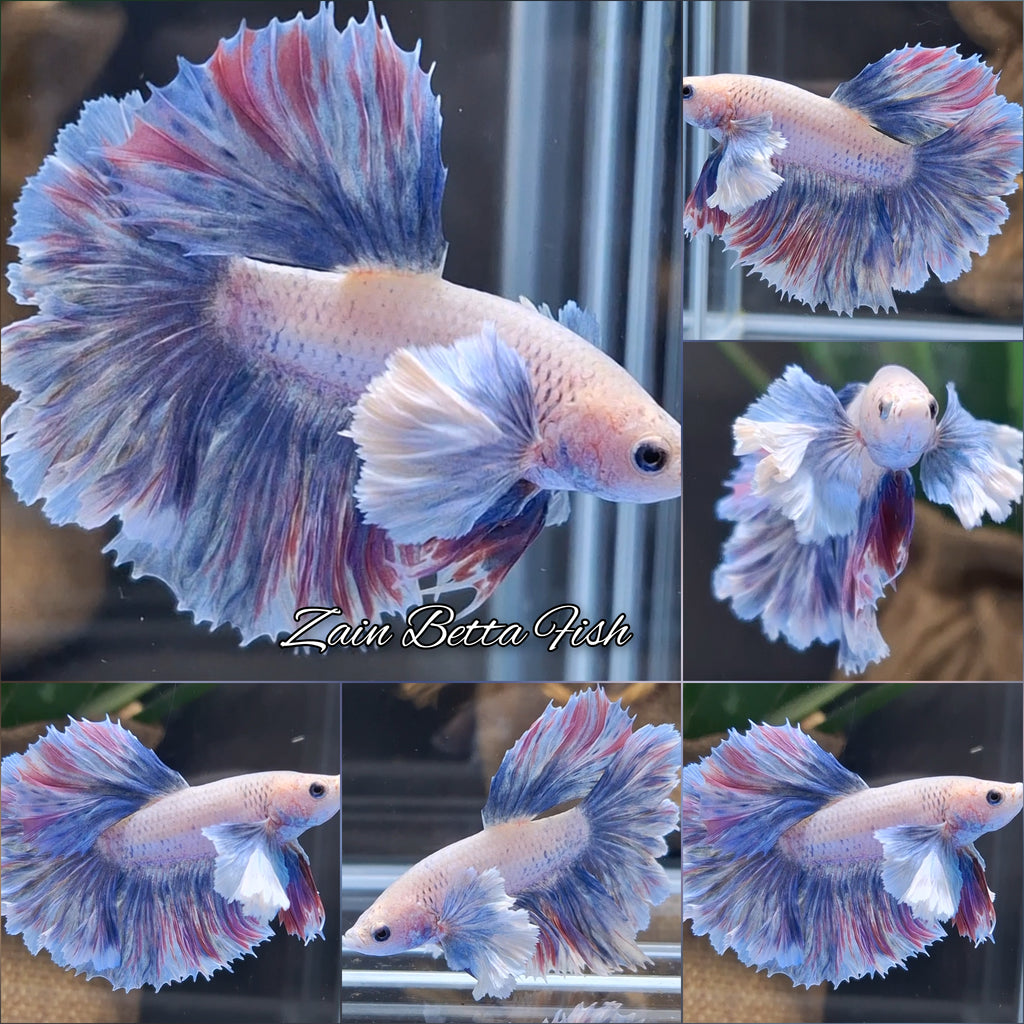 Dumbo Ear Halfmoon Rosetail Blue Sky Purple Wash Betta Fish Male