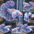 Dumbo Ear Halfmoon Rosetail Blue Sky Purple Wash Betta Fish Male