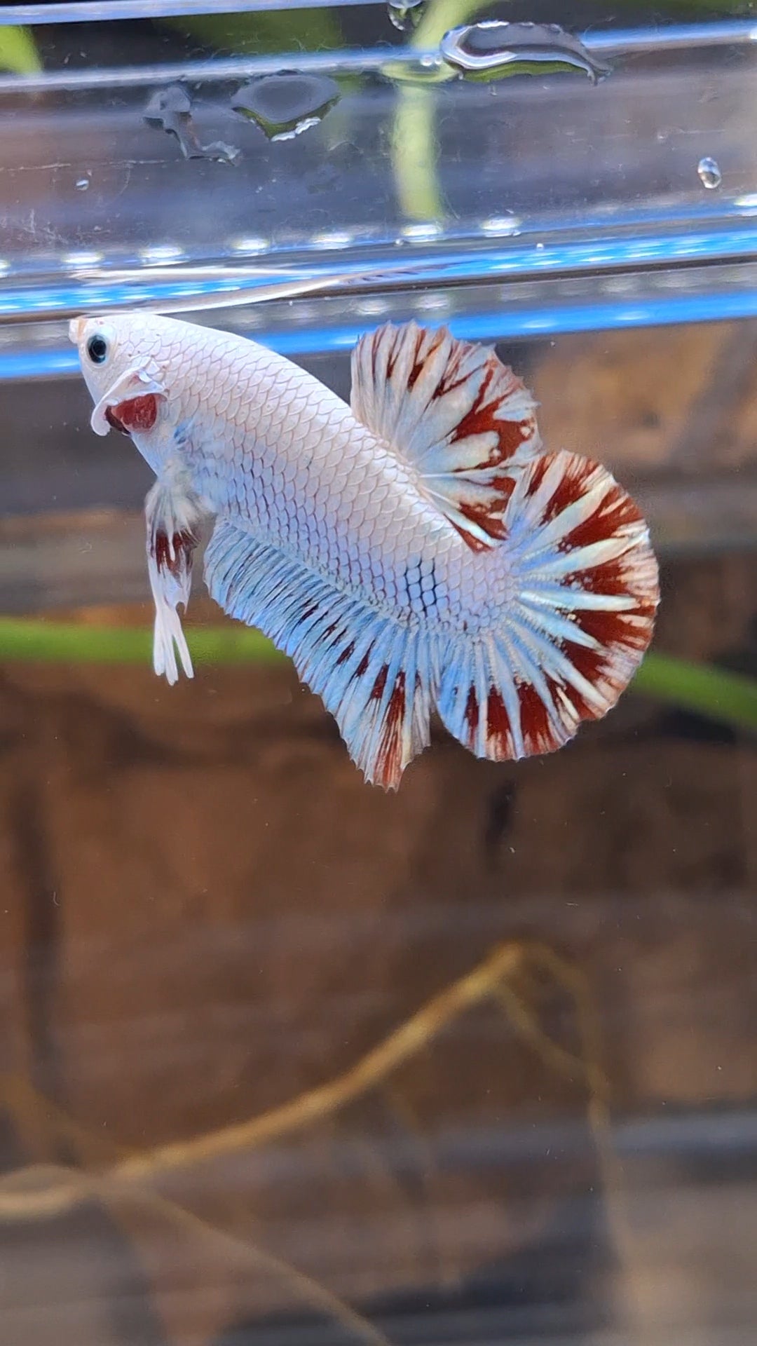 Red Dragon Snow Plakat HMPK Betta Fish Male