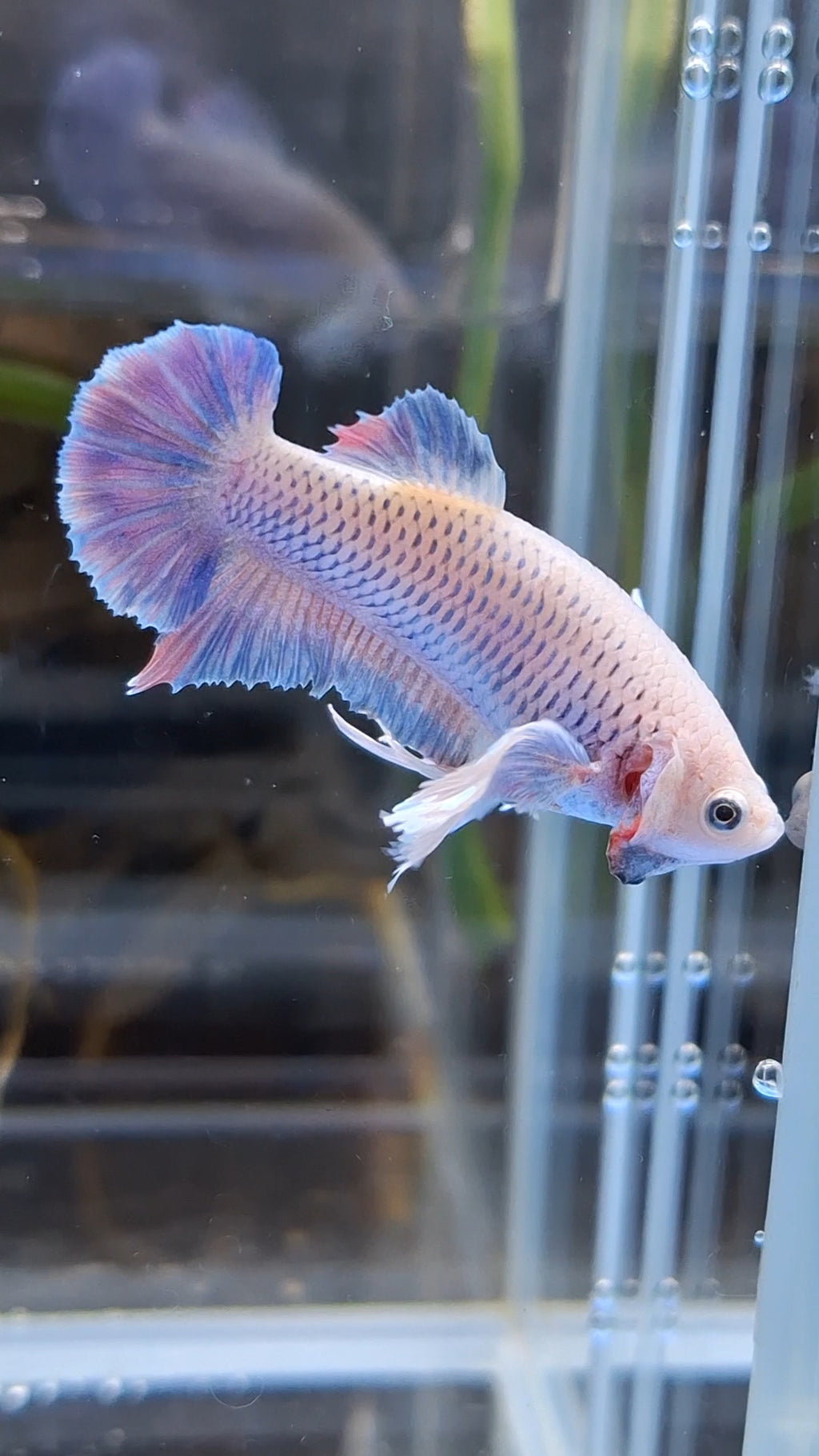 Dumbo Ear Halfmoon Purple Rainbow Female Betta Fish For Sorority / Breed