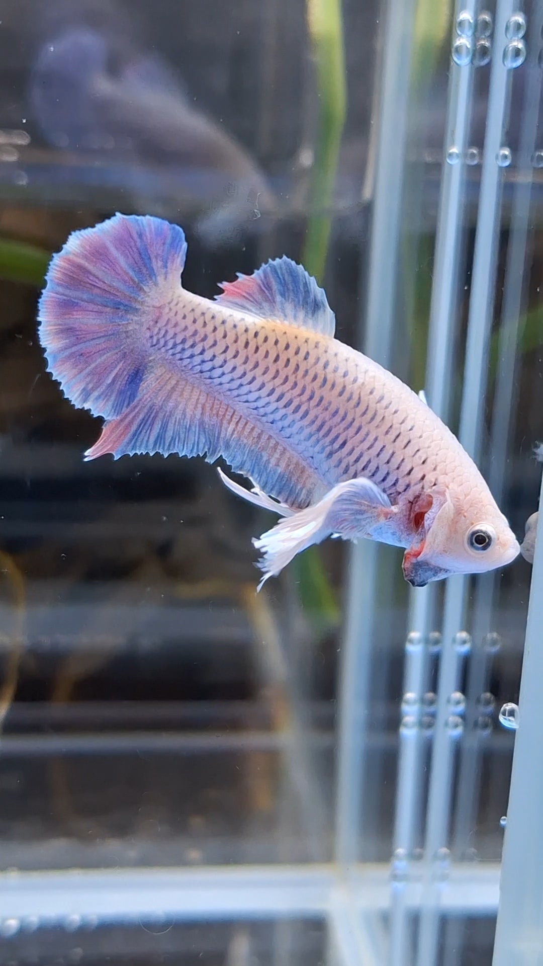 Dumbo Ear Halfmoon Purple Rainbow Female Betta Fish For Sorority / Breed
