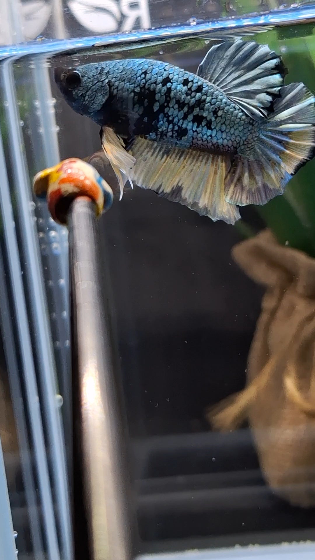 Avatar Copper Yellow Plakat HMPK Betta Fish Male