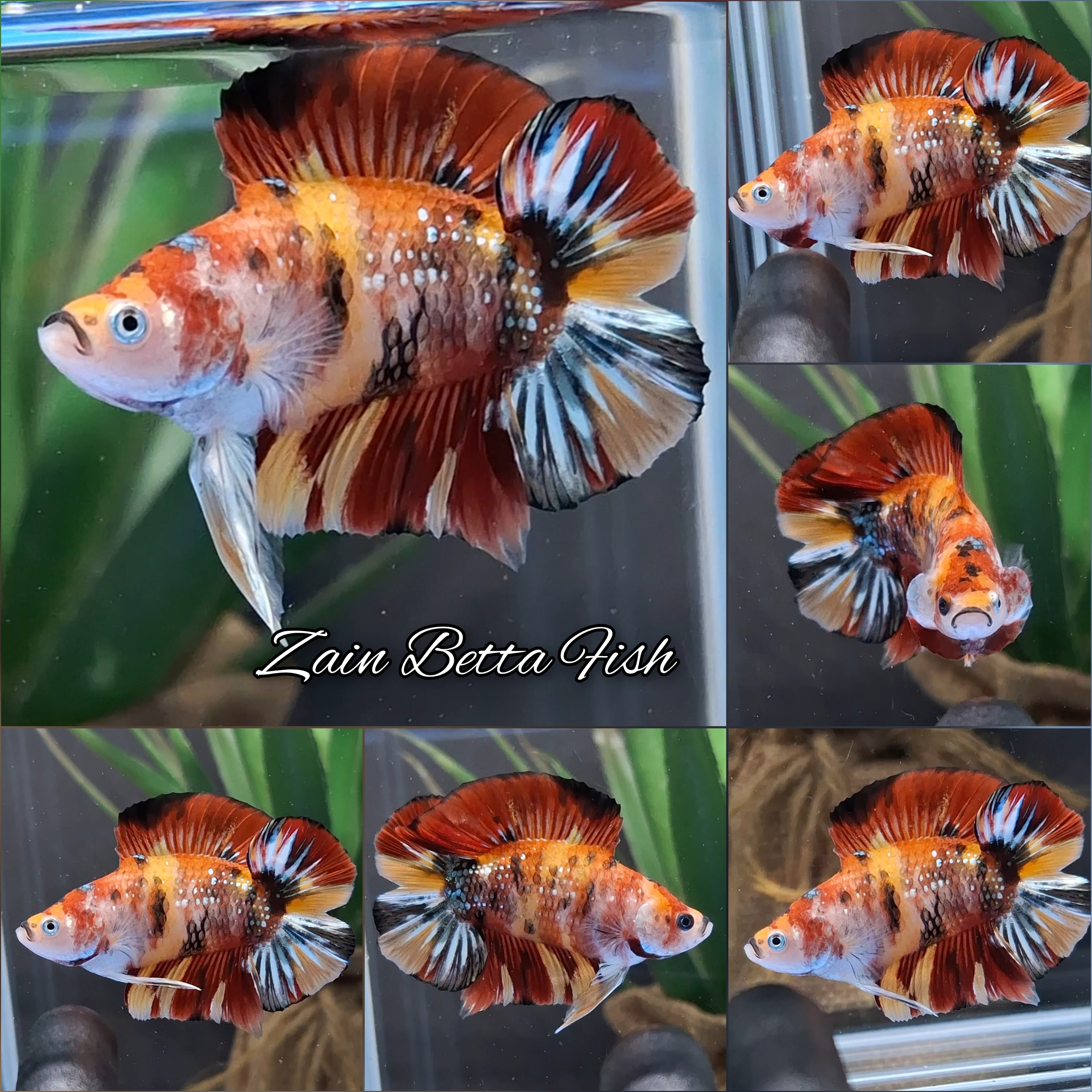Double Tail Fancy Candy Copper Variant HMPK Betta Fish Male