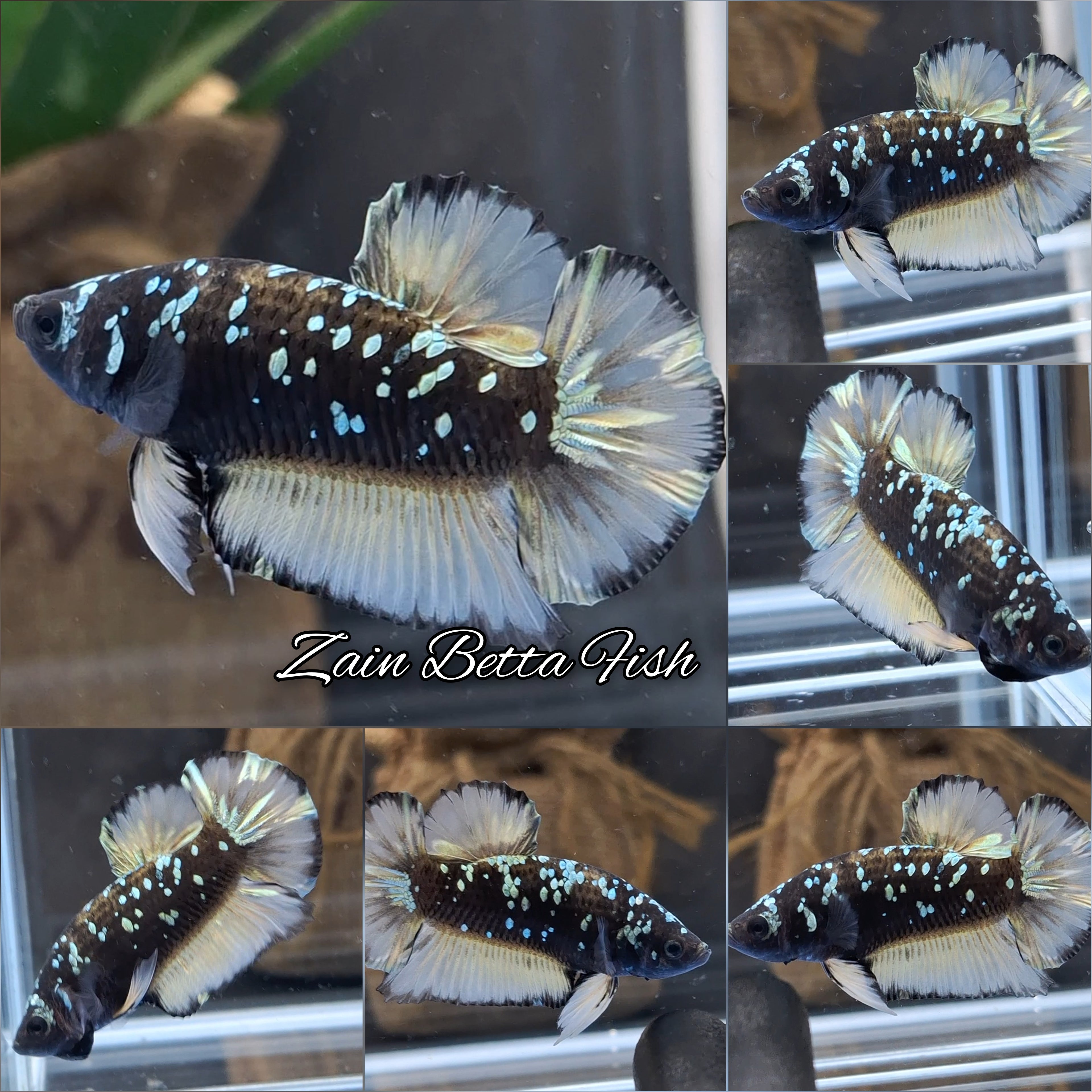 Avatar Yellow Copper Gold HMPK Betta Fish Male
