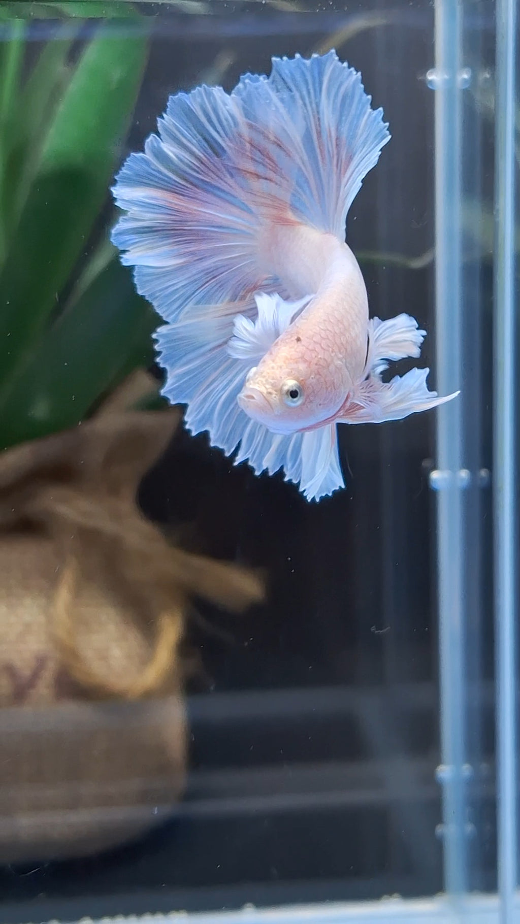 Halfmoon Feathertail Pink Dumbo Ear Sweet Color Betta Fish Male