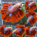 King Rosetail Halfmoon Feathertail Red Aurora Shimmer Color Betta Fish Male