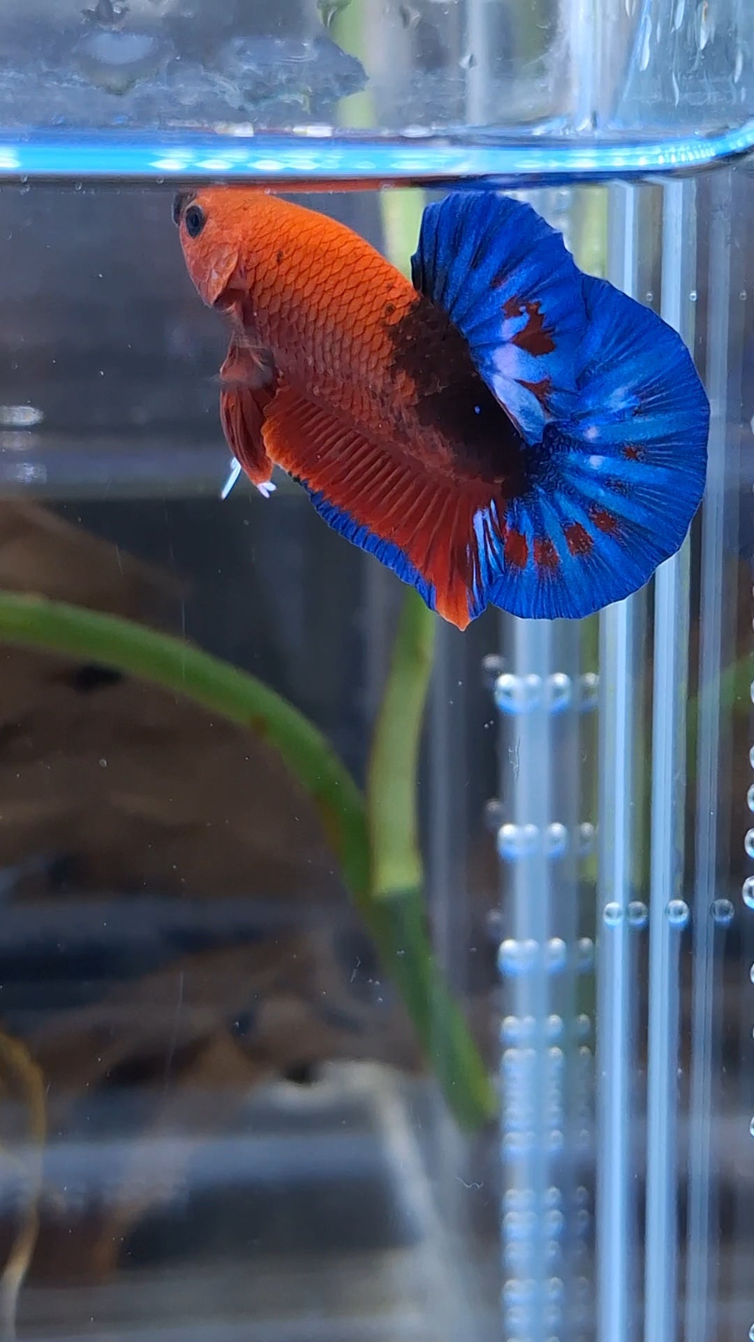 Red Hellboy Bold Blue Tail Plakat HMPK Betta Fish Male
