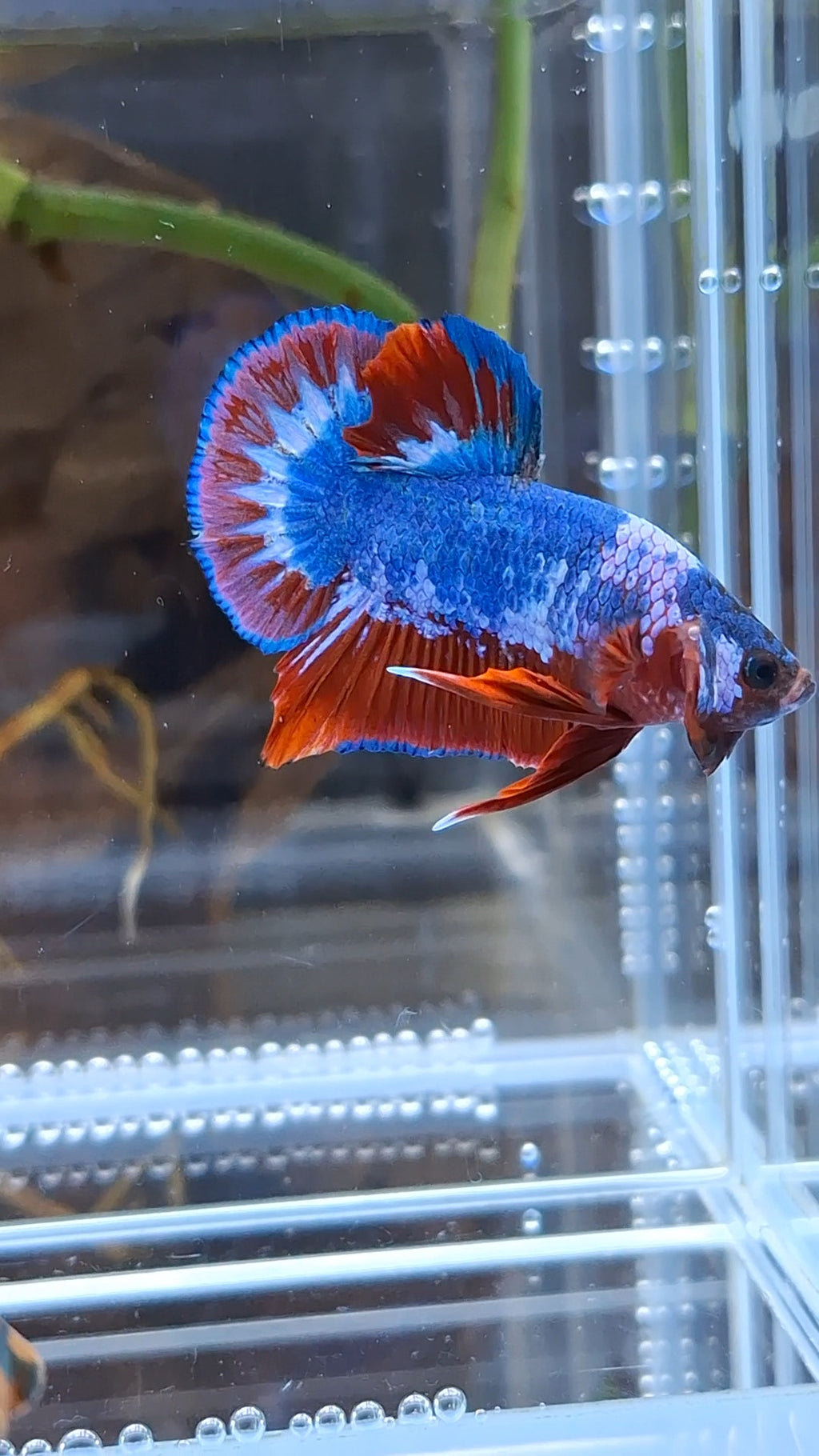 Fancy Blue WS Plakat HMPK Betta Fish Male