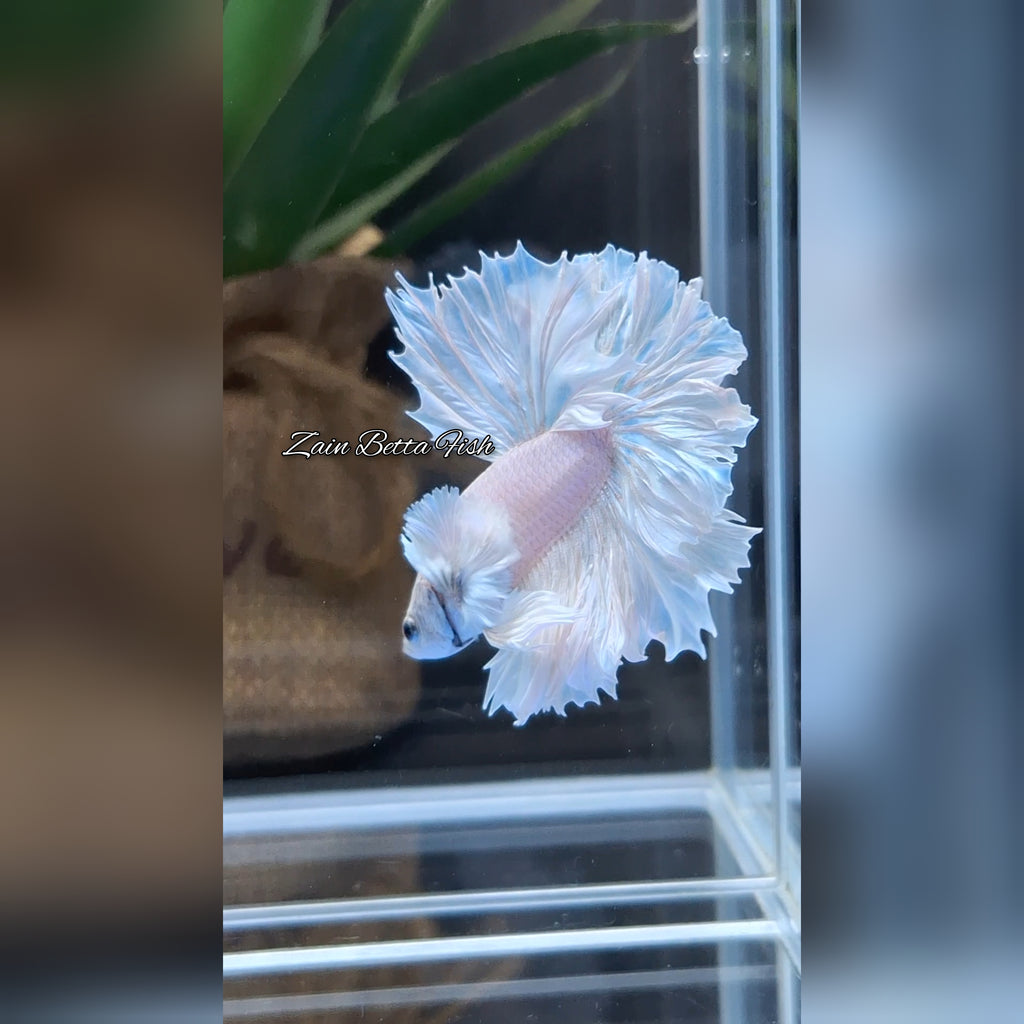 King Feathertail Dumbo Ear White Unicorn Rare Premium Betta Fish Male