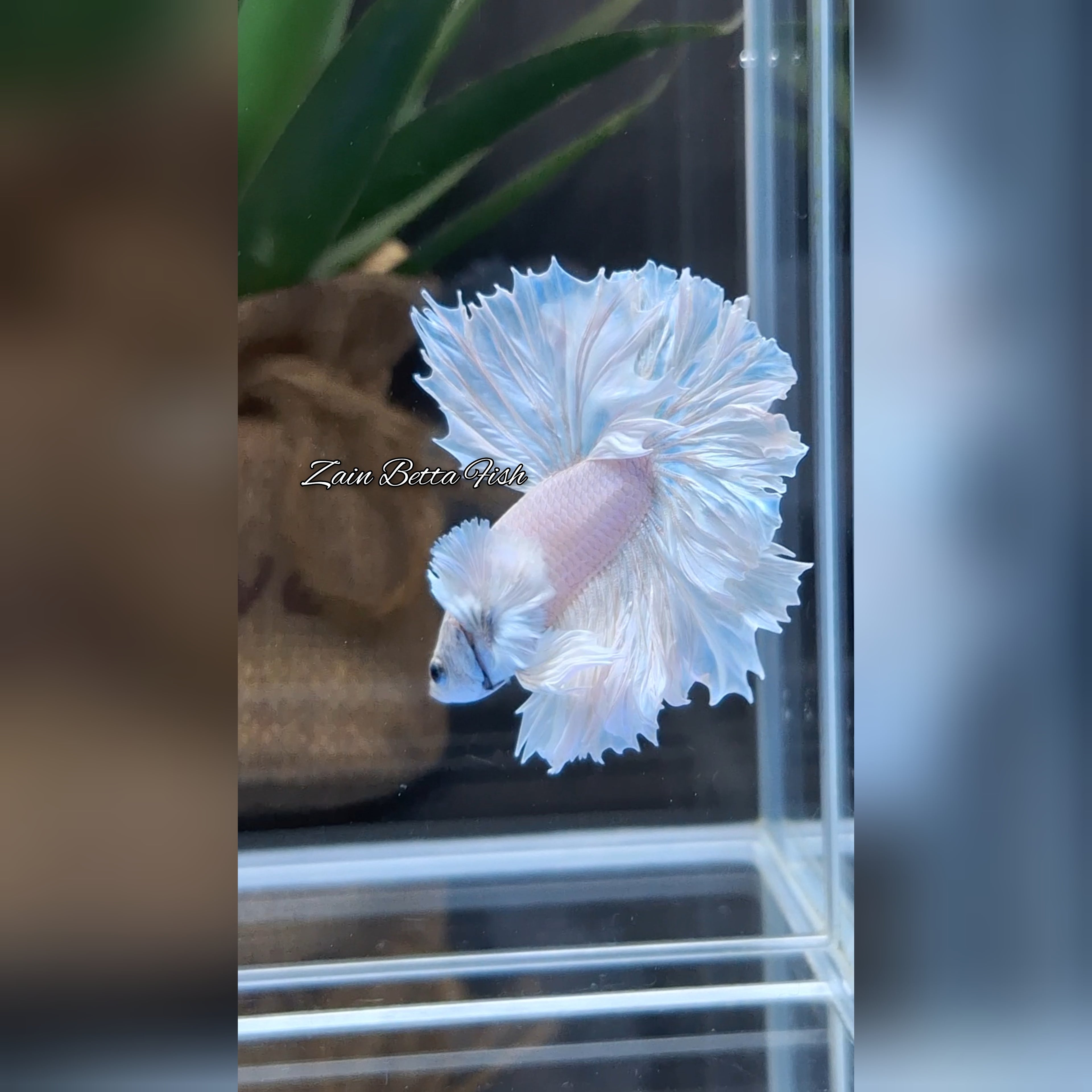 King Feathertail Dumbo Ear White Unicorn Rare Premium Betta Fish Male