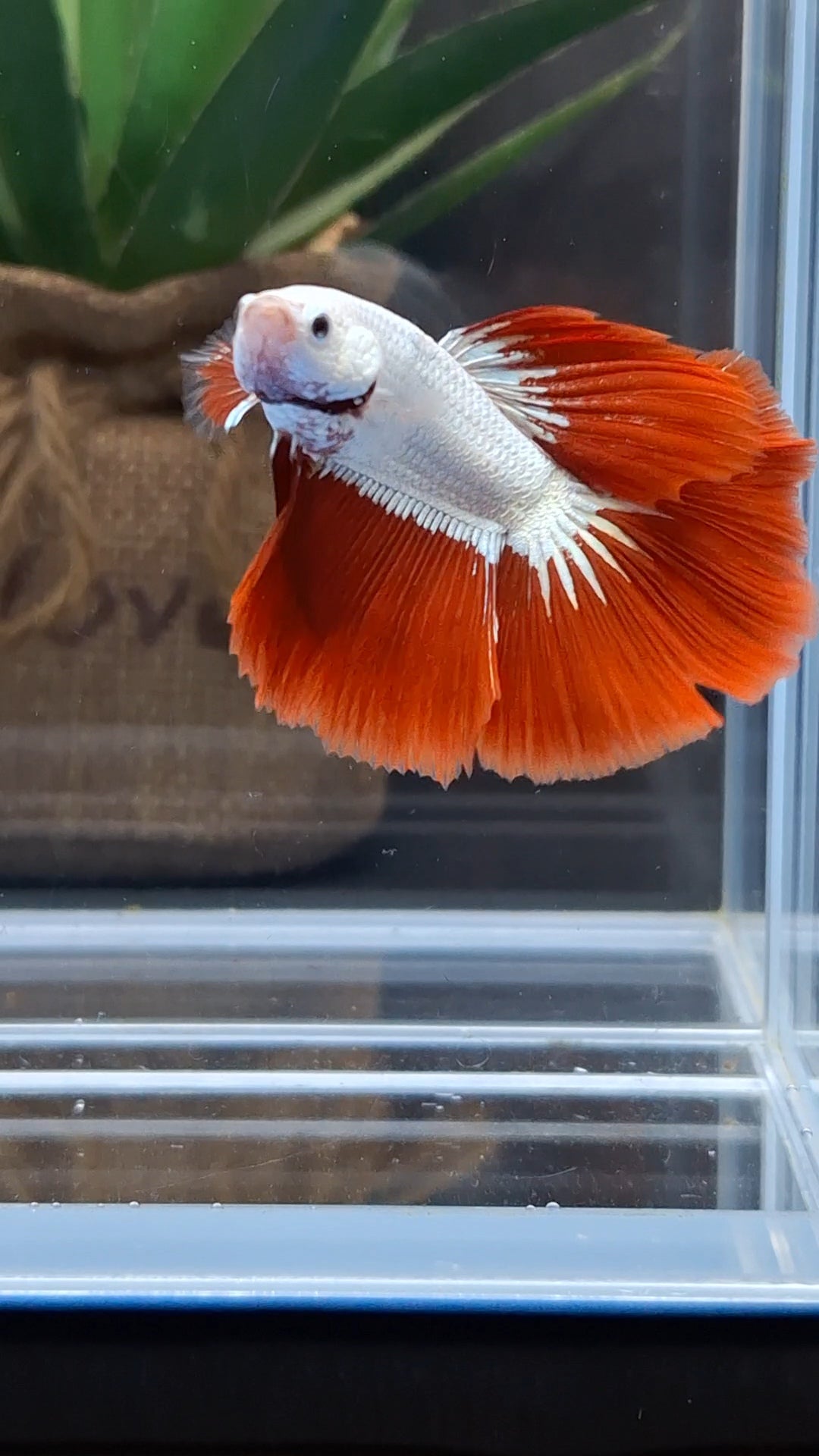 Halfmoon Red Dragon Betta Fish Male